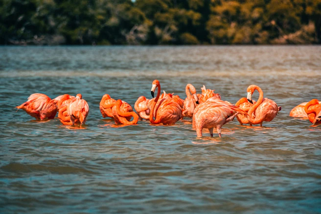 A flock of pink flamingos wading in shallow water.