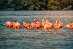 A flock of pink flamingos wading in shallow water