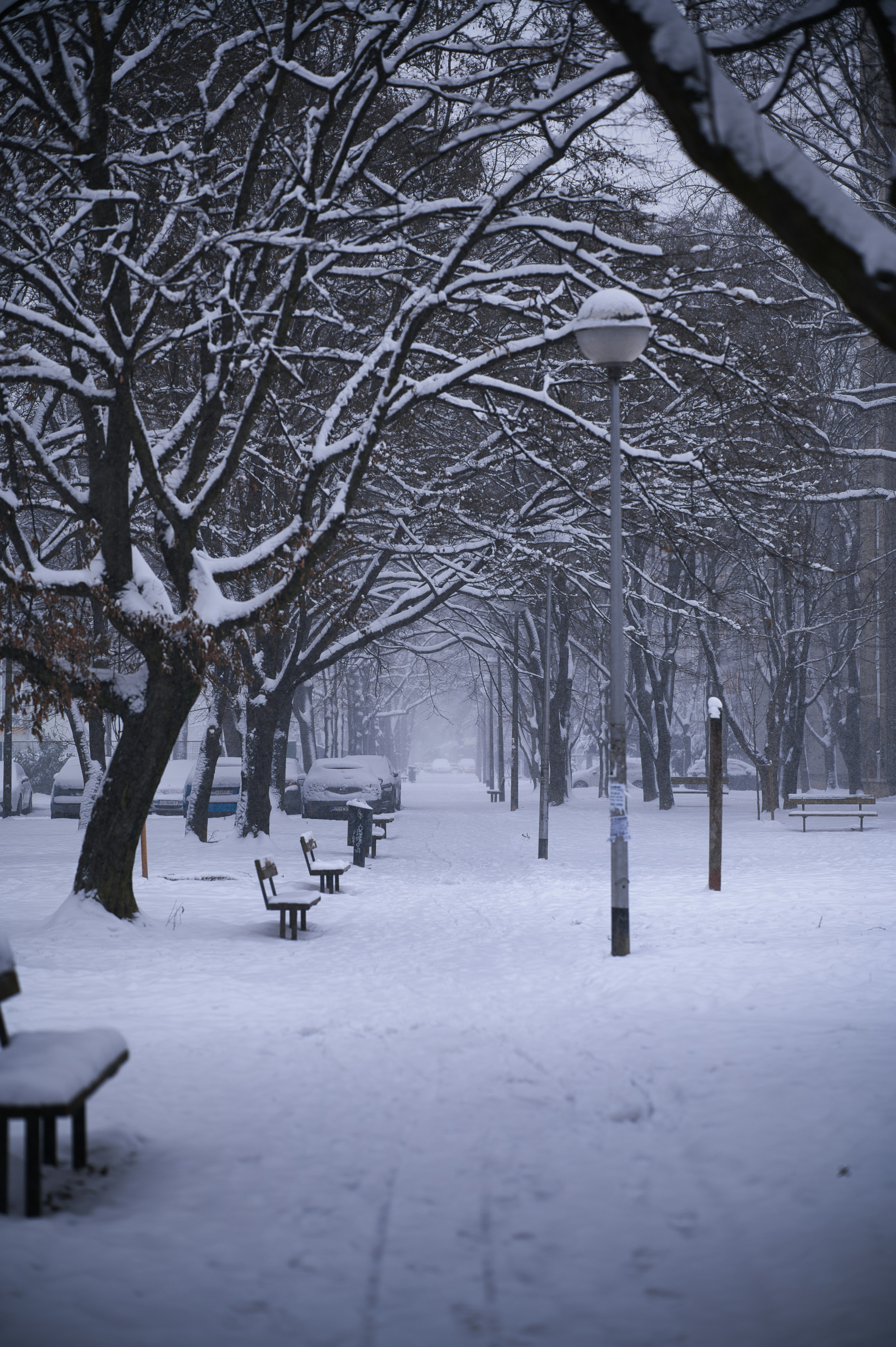 Snow-covered park path with benches and trees.