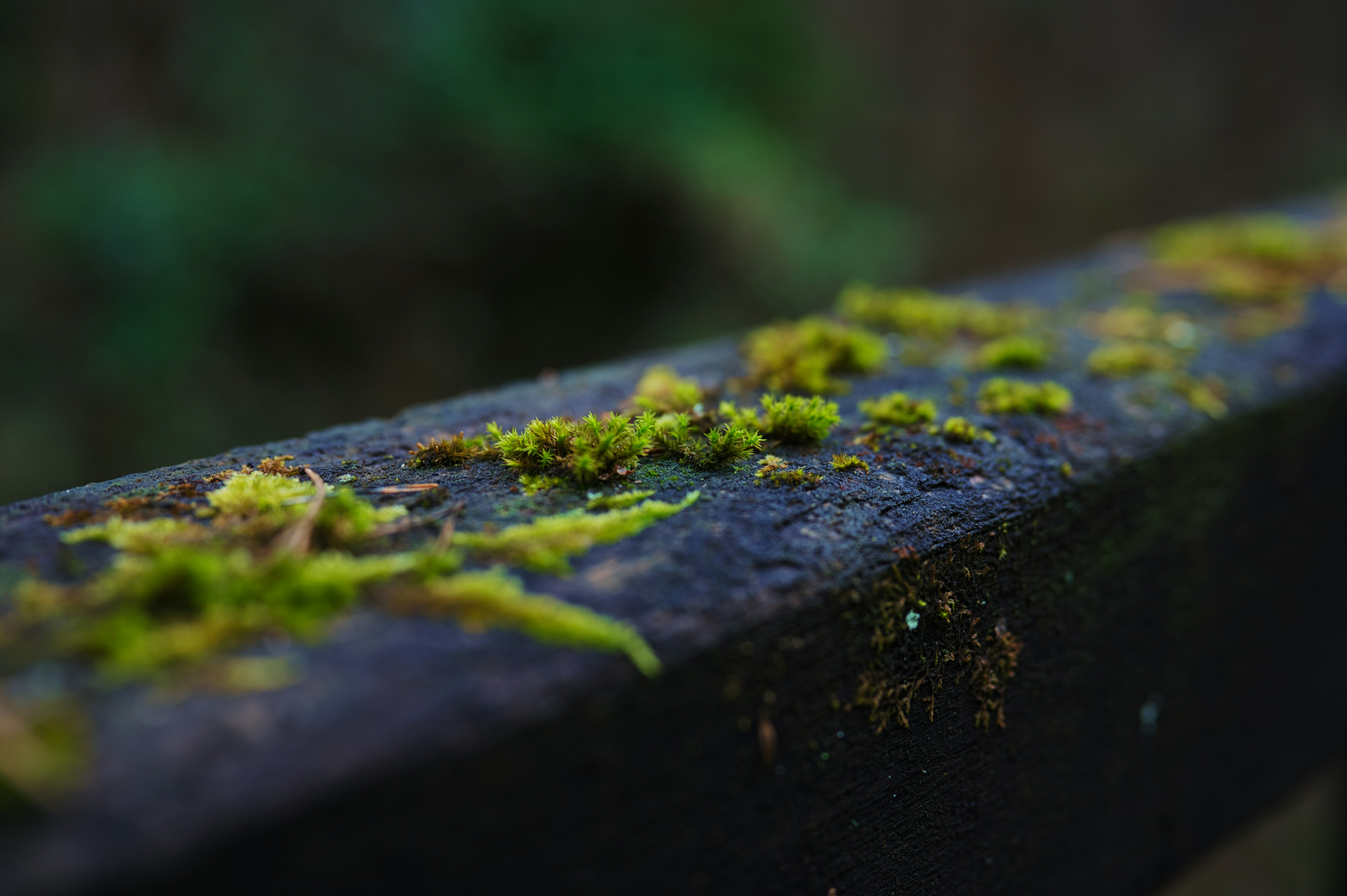 Green moss growing on a dark wooden surface