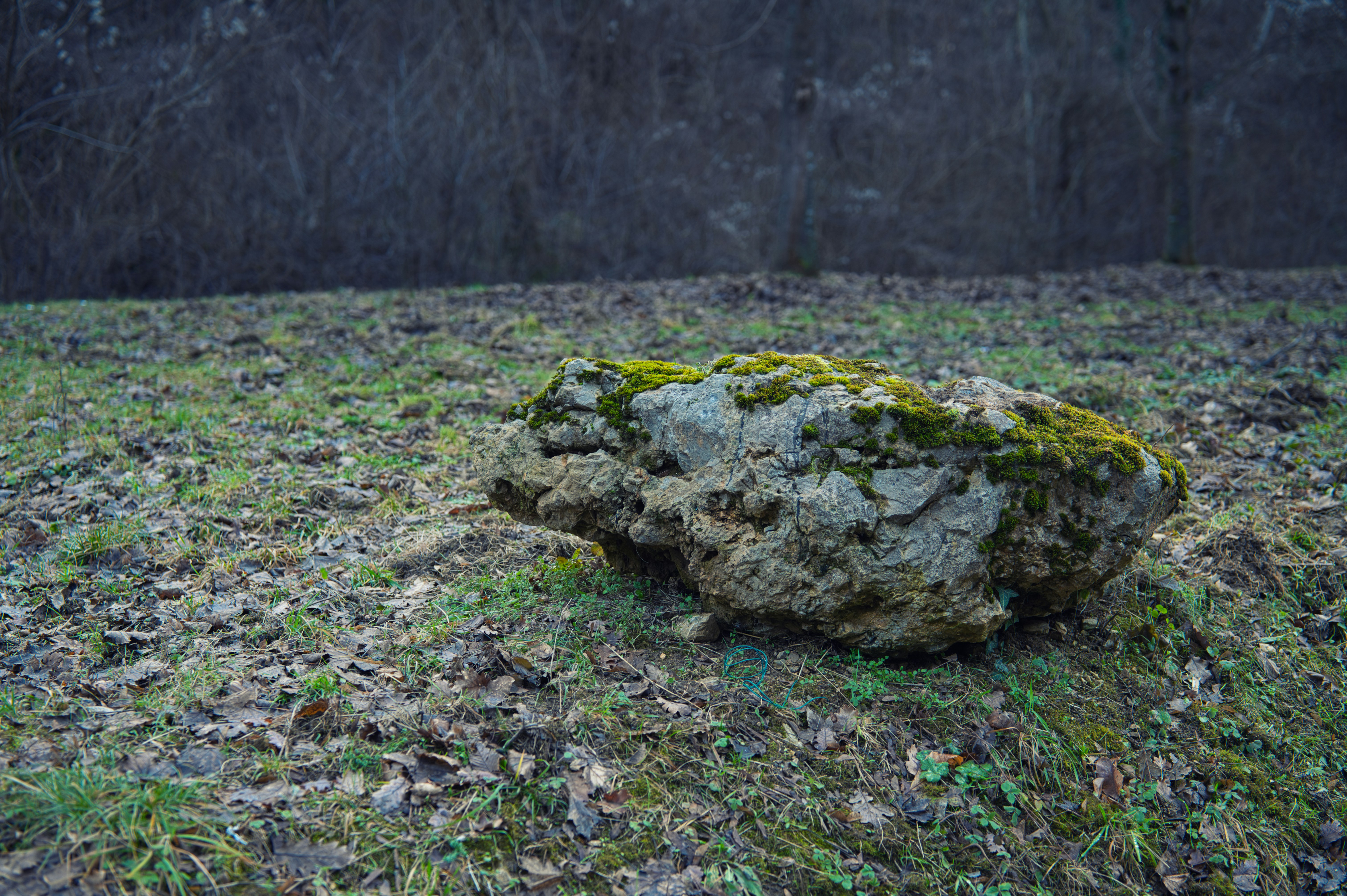 A moss-covered rock sits on grassy ground.