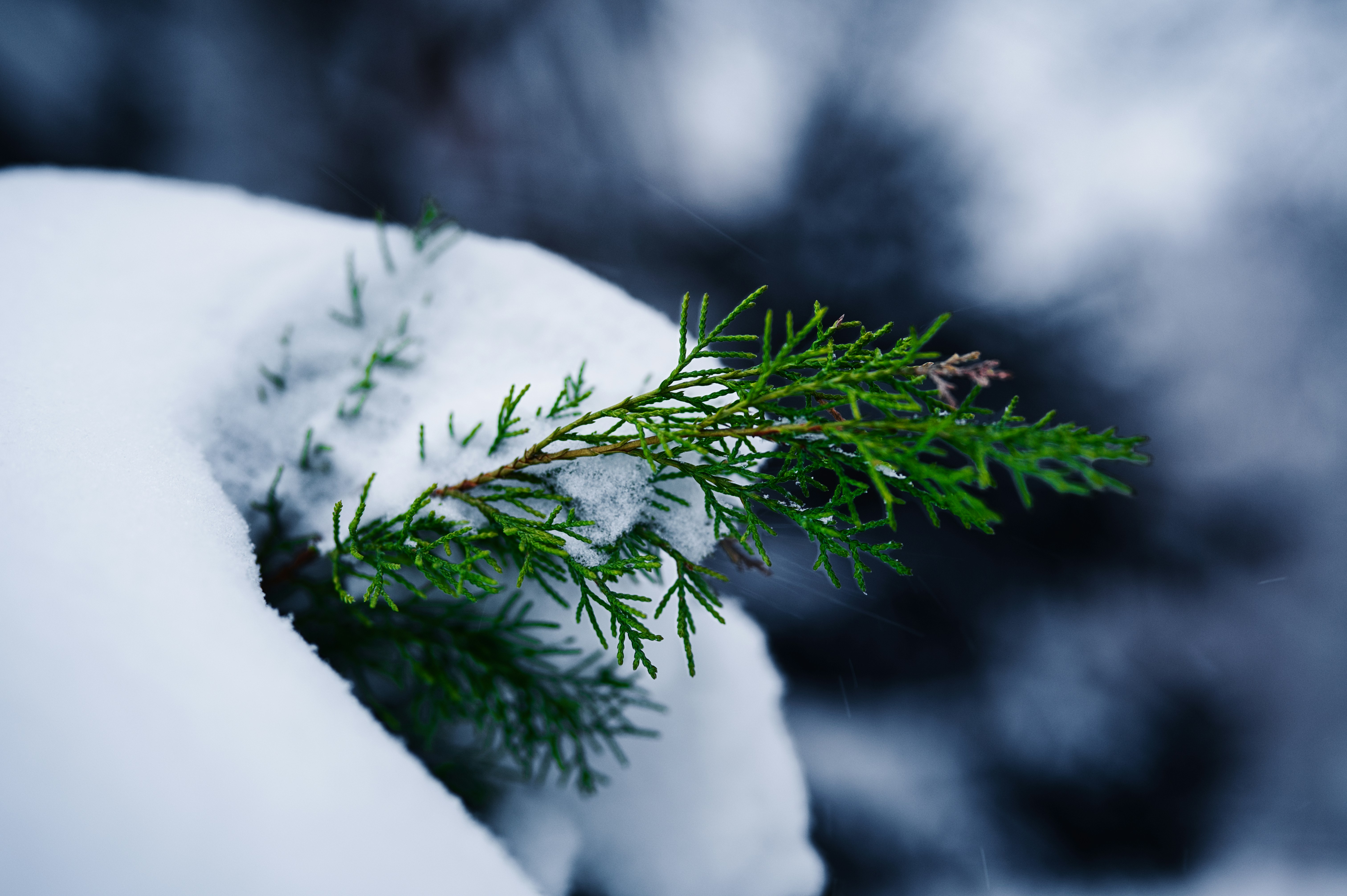 A green pine branch covered in snow