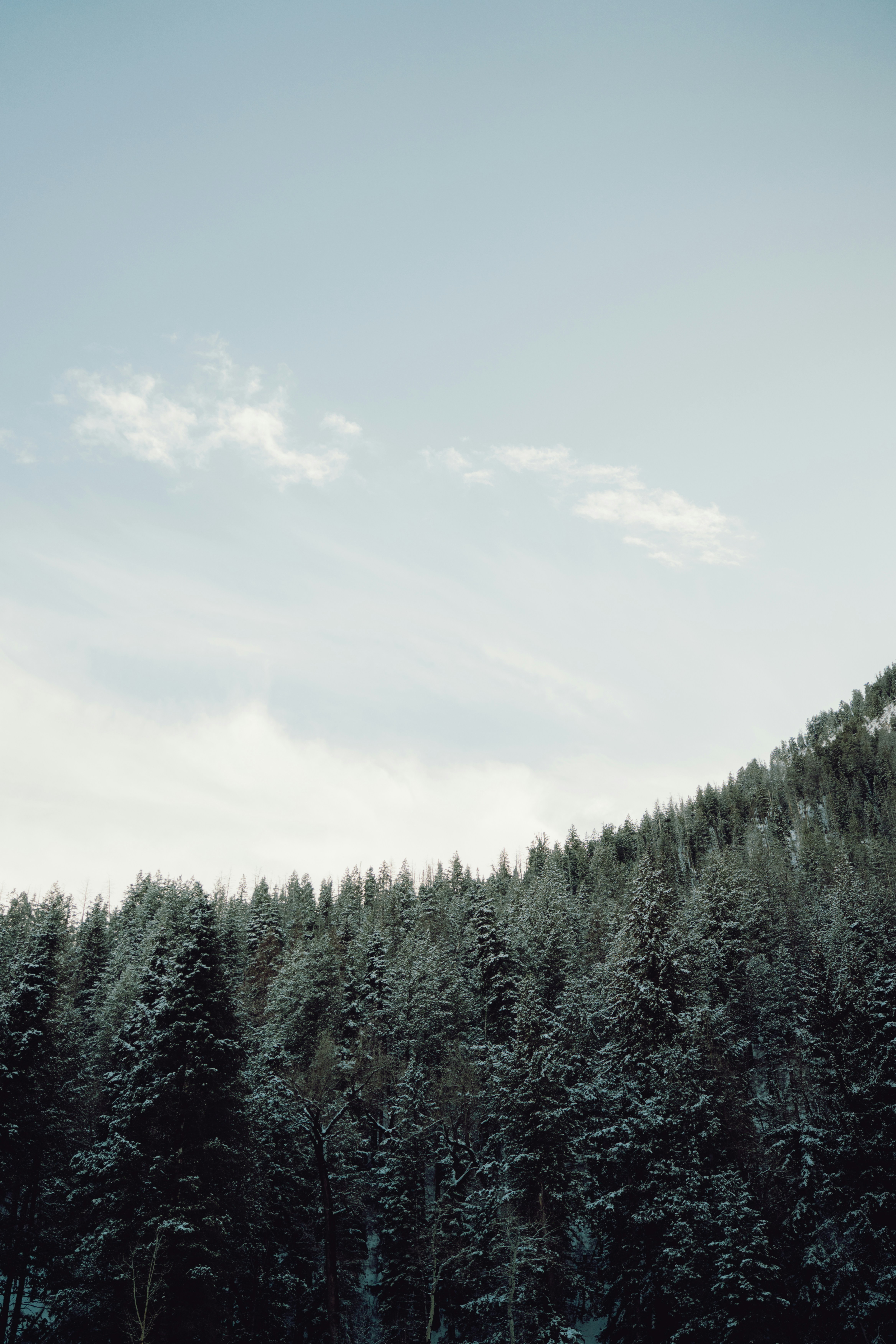 Snow-covered evergreen trees on a hill under a cloudy sky.