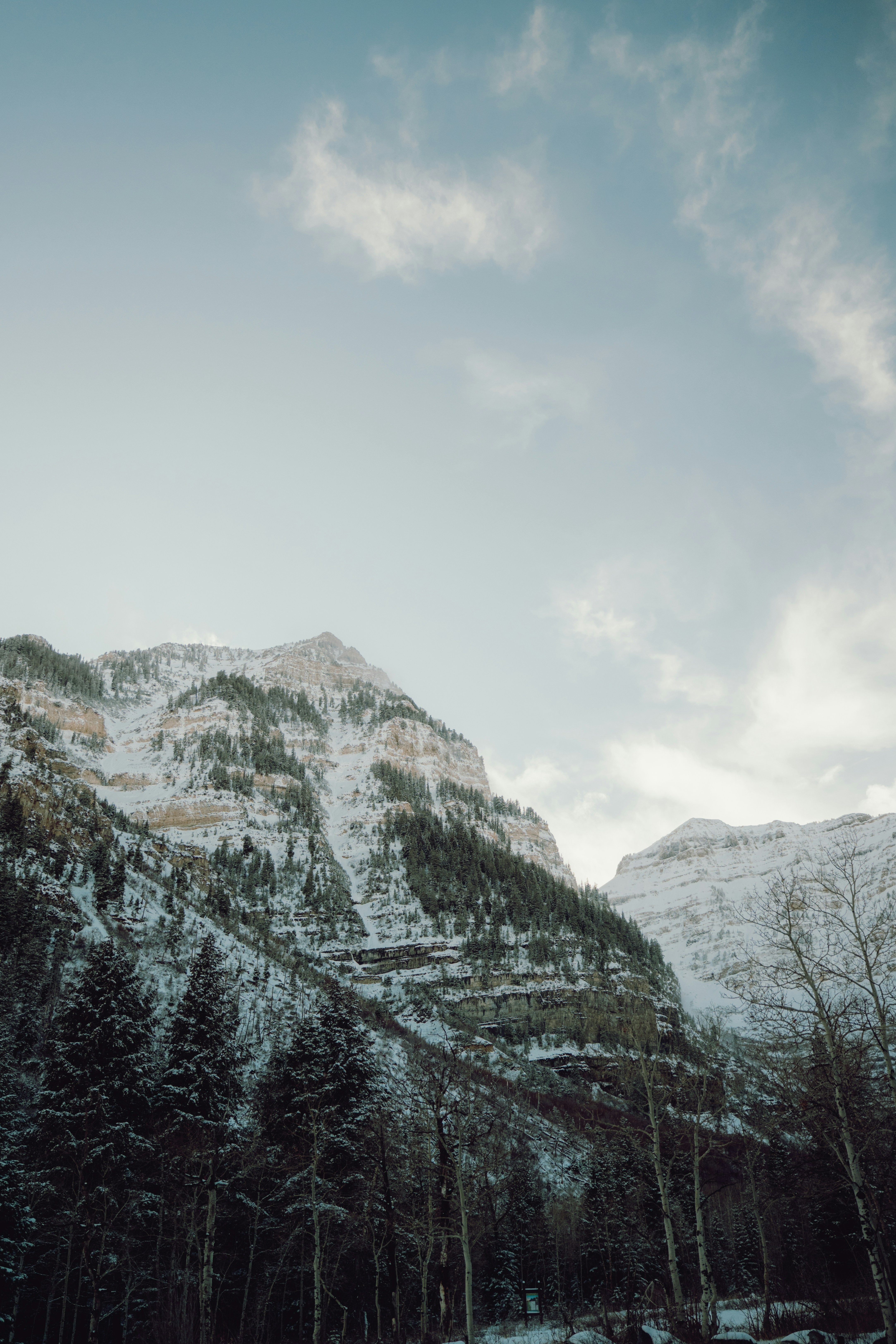 Snowy mountain range with evergreen trees