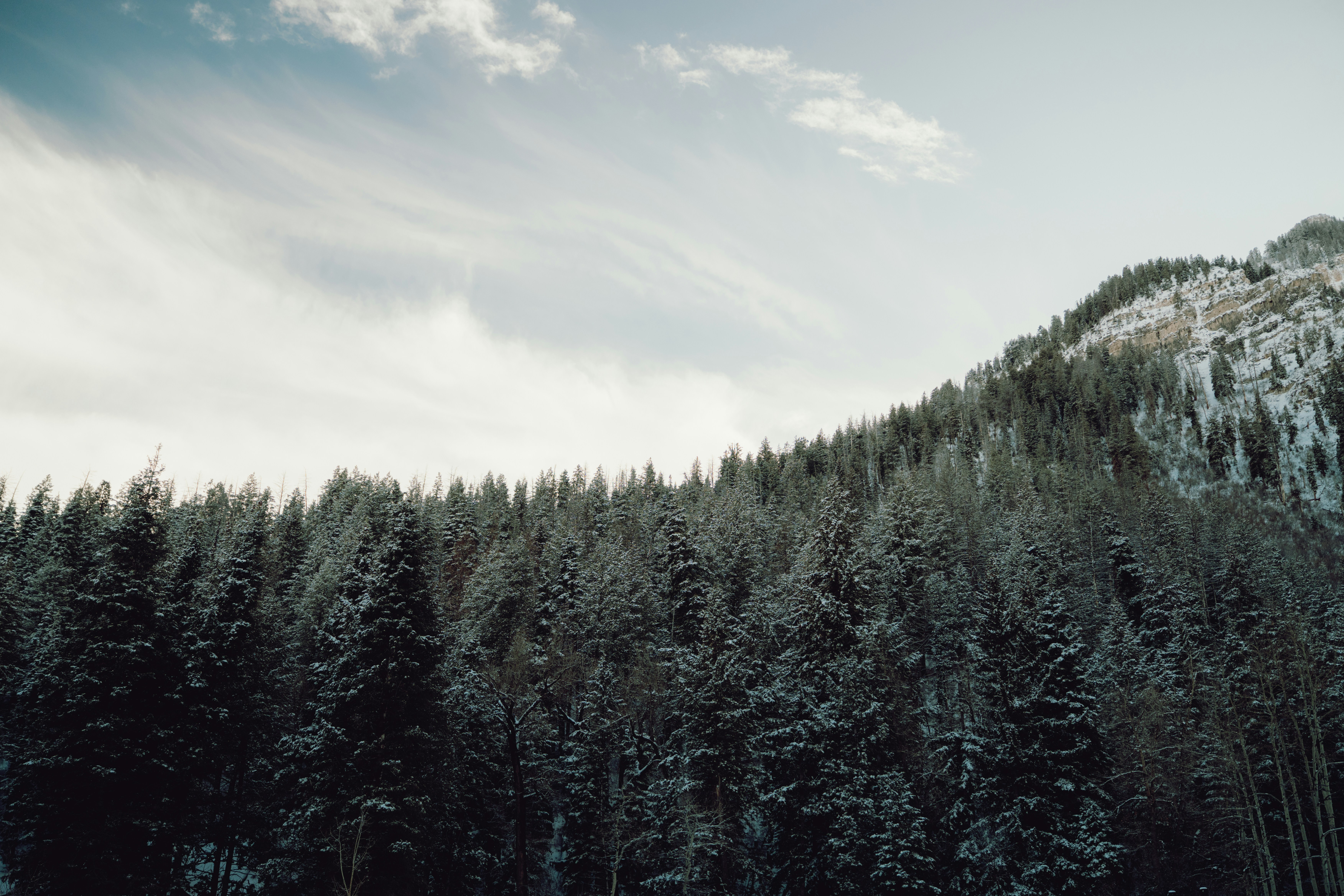 Snow-covered evergreen forest on a mountain slope