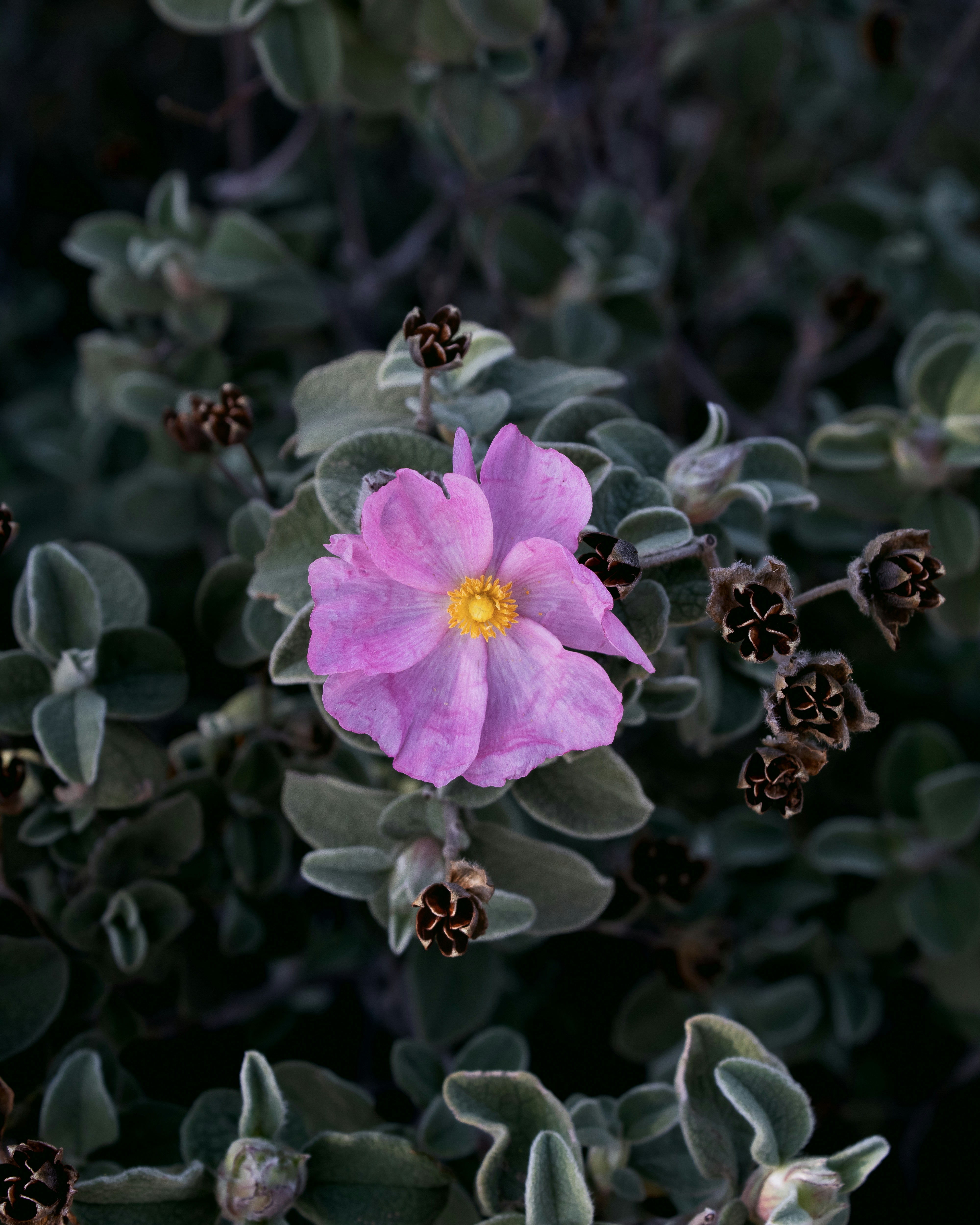 A single pink flower with a yellow center blooms.