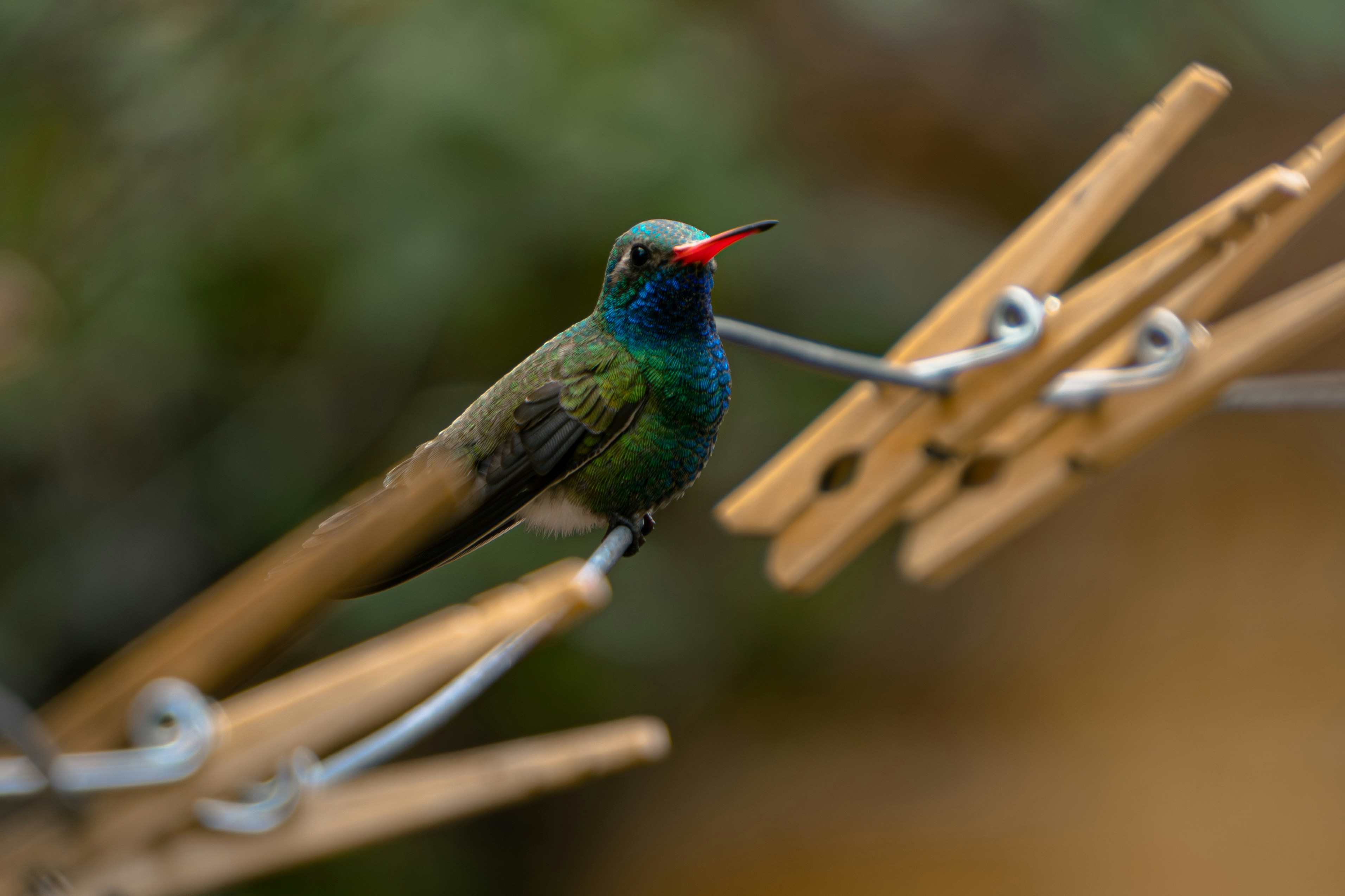 Hummingbird perched on a wooden clothespin