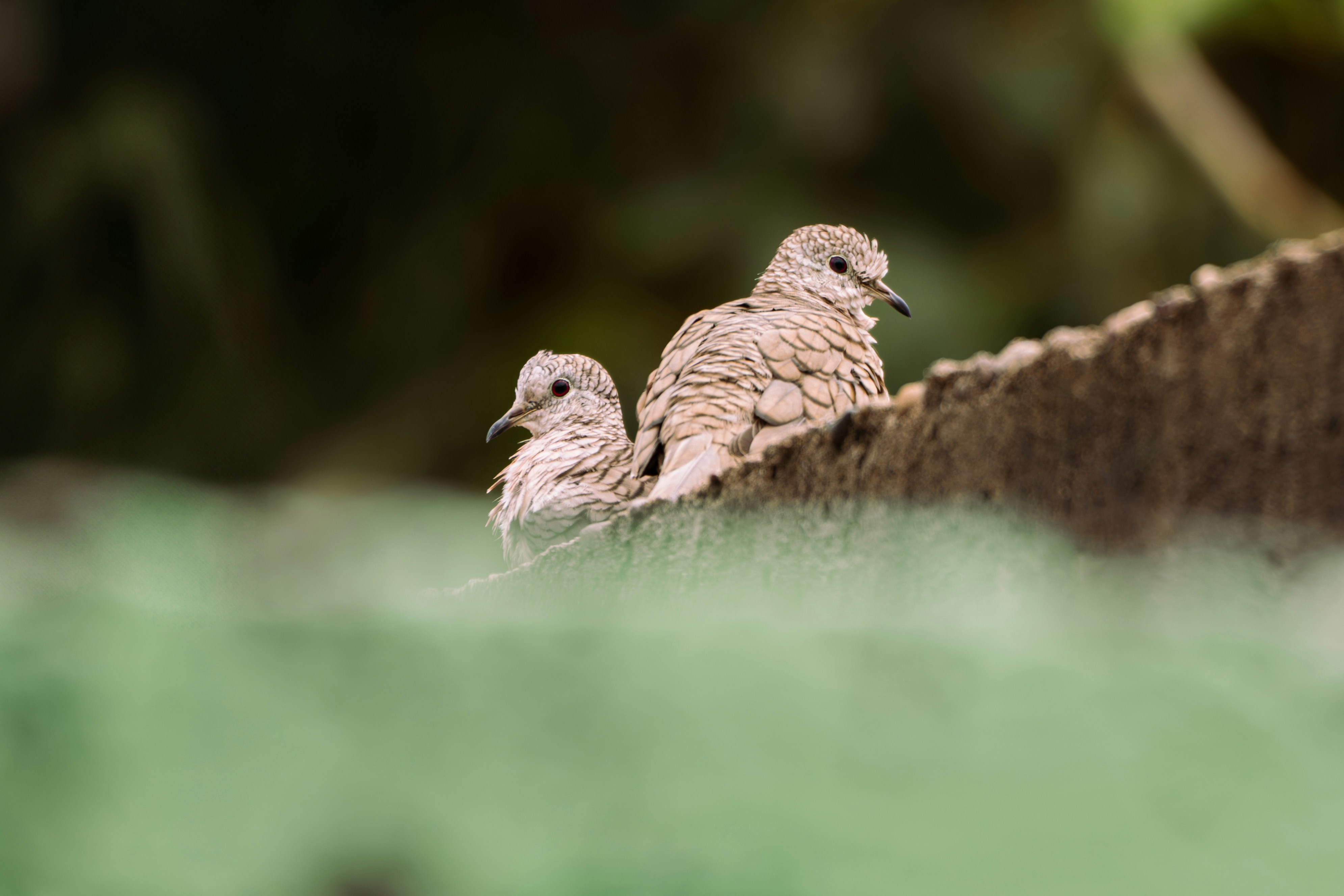 Two small birds perched on a ledge
