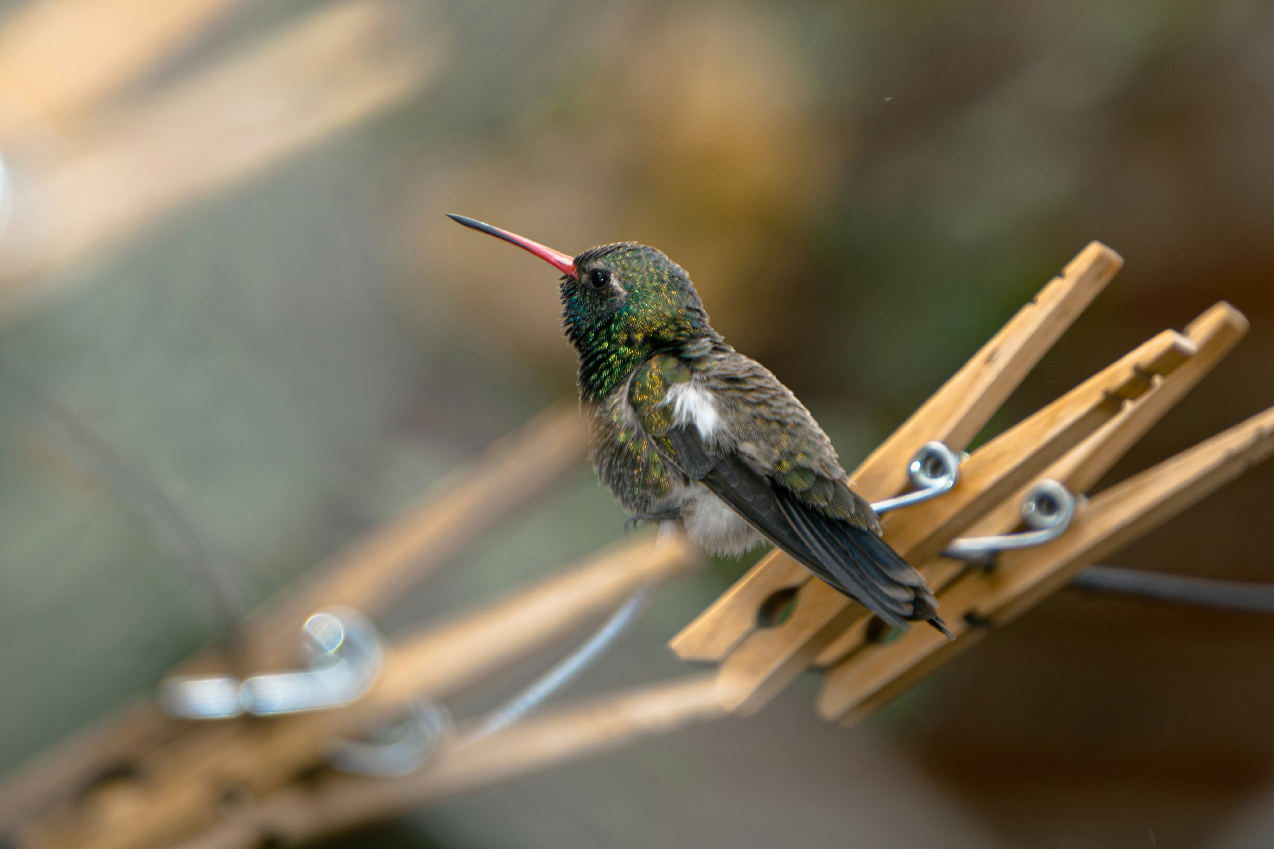 Hummingbird perched on wooden clothespins