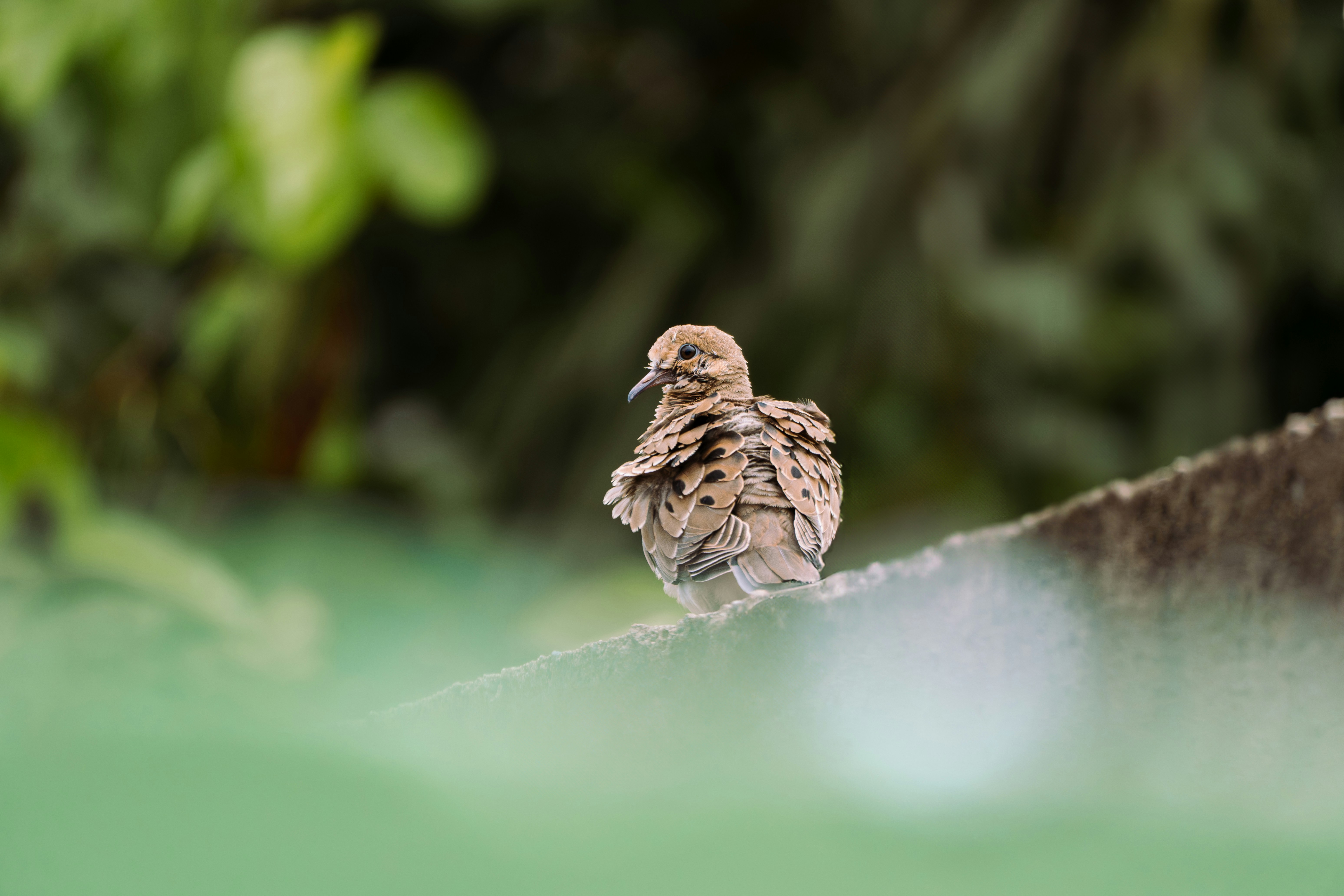 A dove perched on a wall with blurred foliage.
