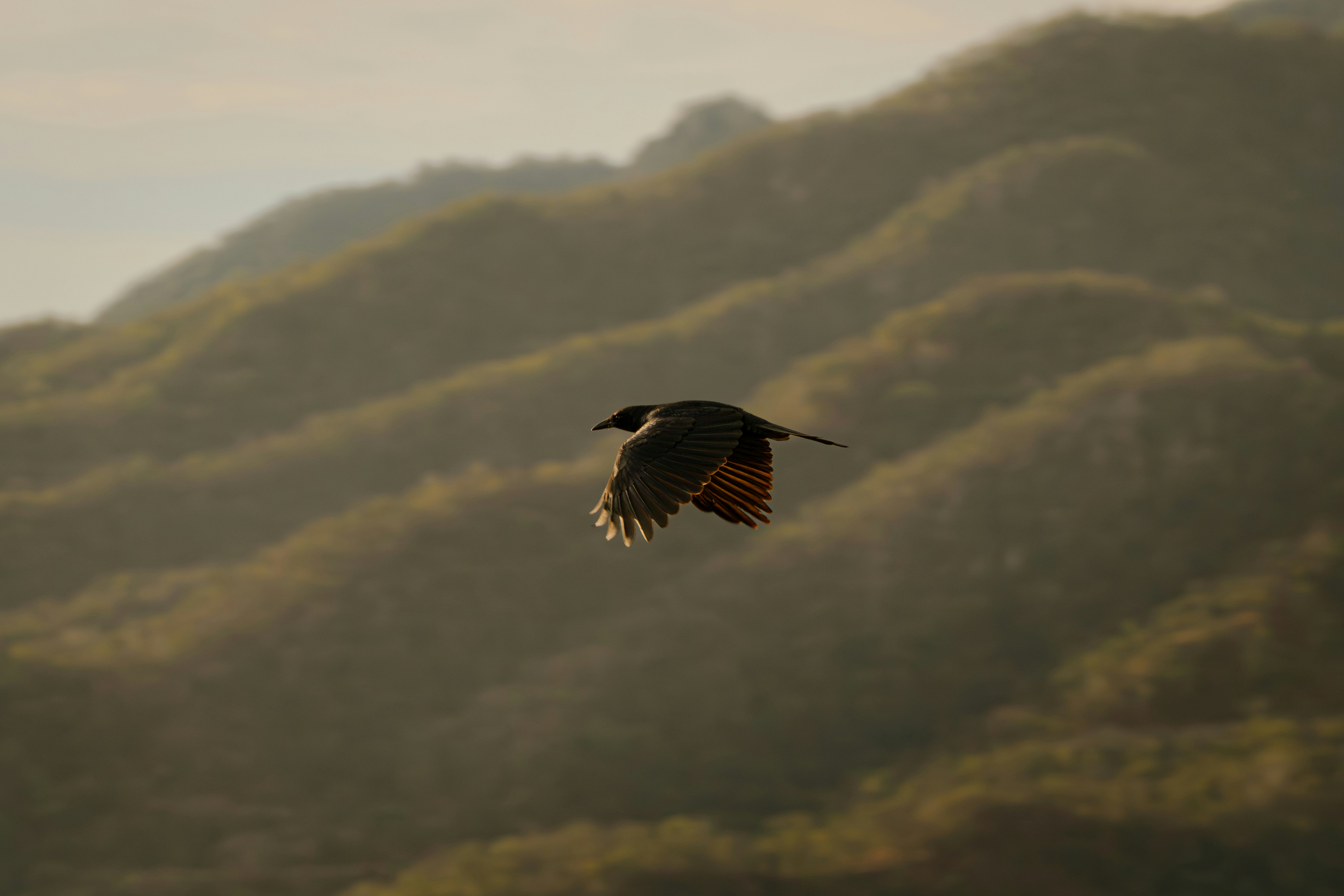 A bird flies over rolling hills at sunset.