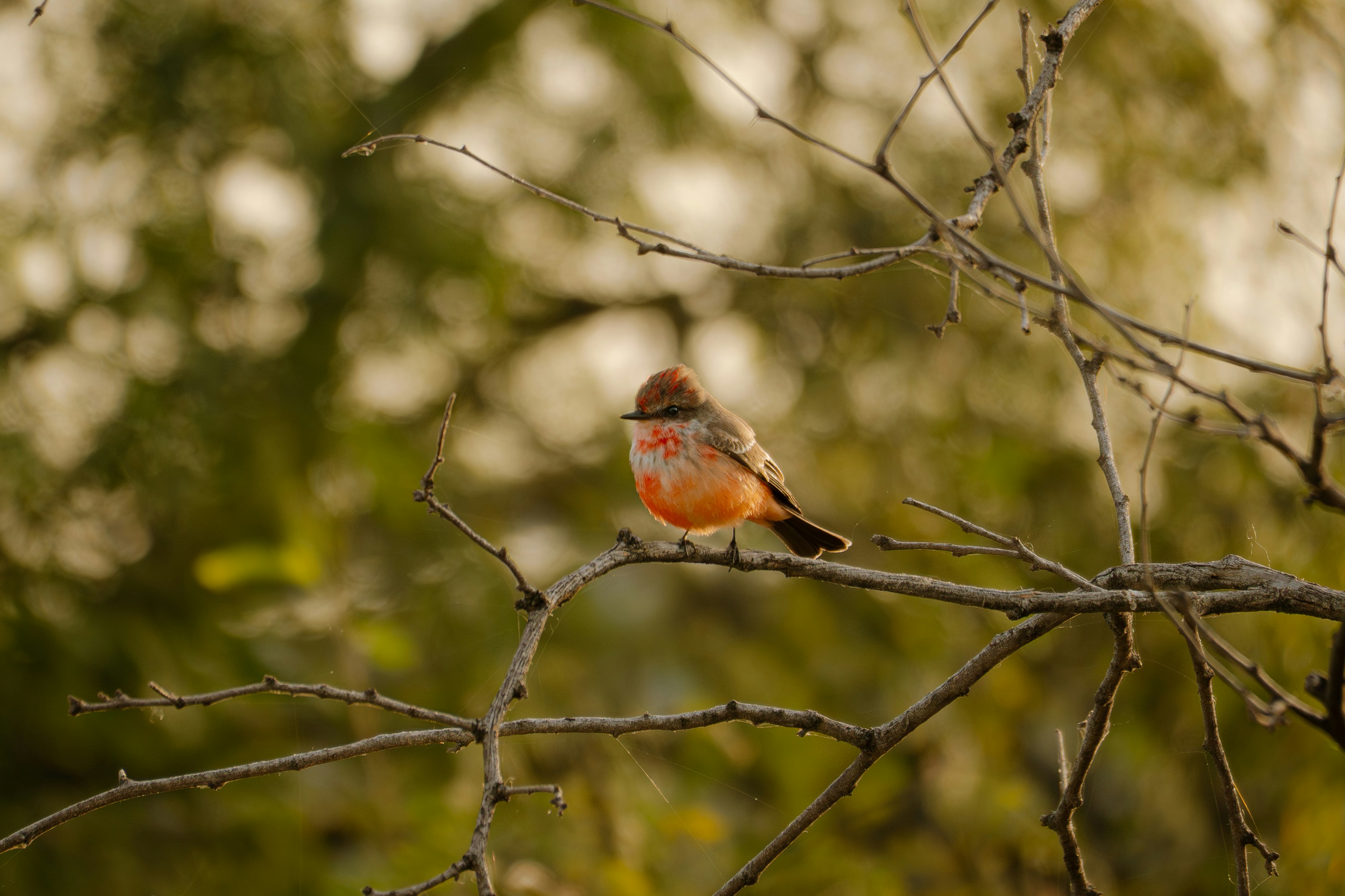 Photo by jcarlosfelixi