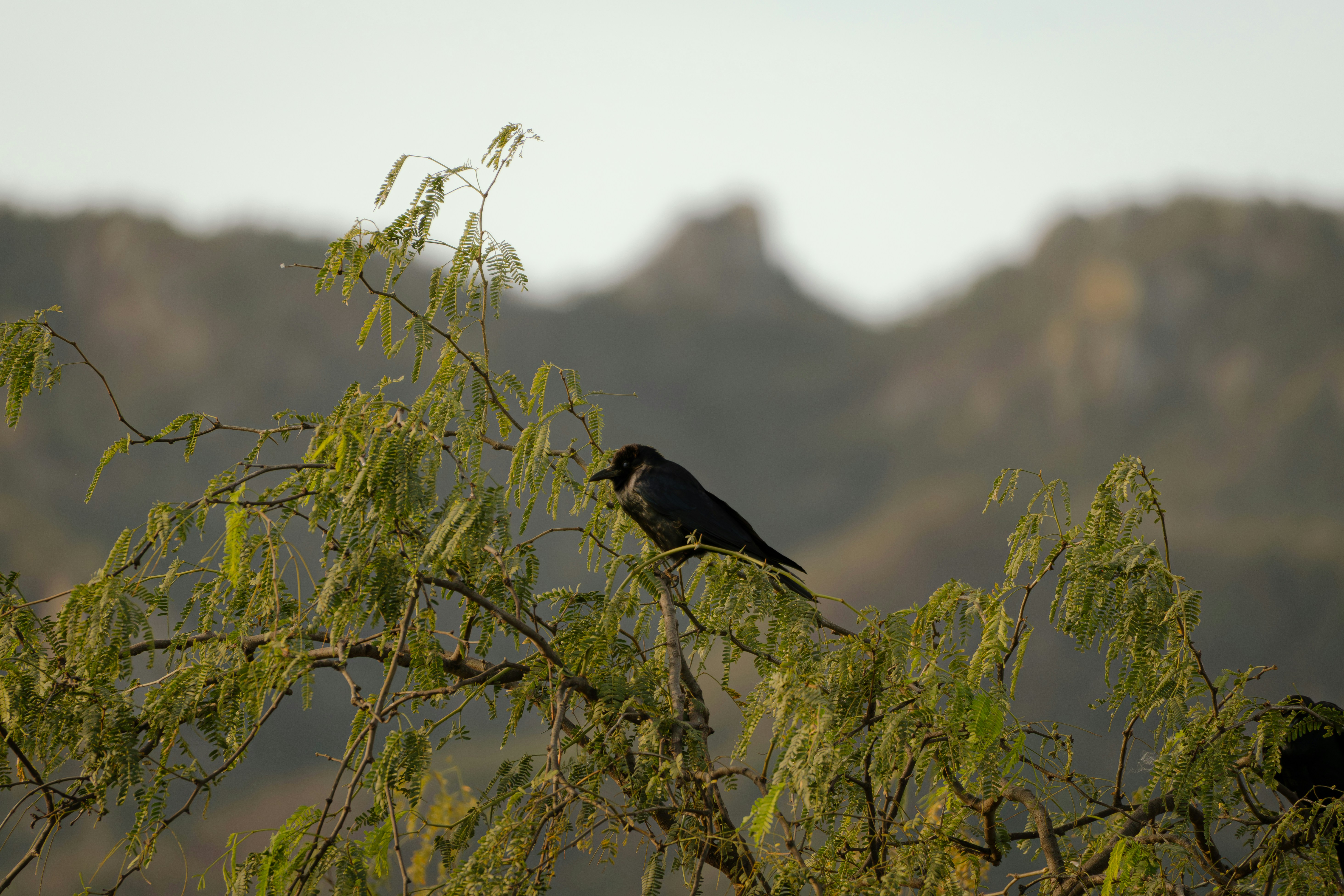 A crow perched on a tree branch.