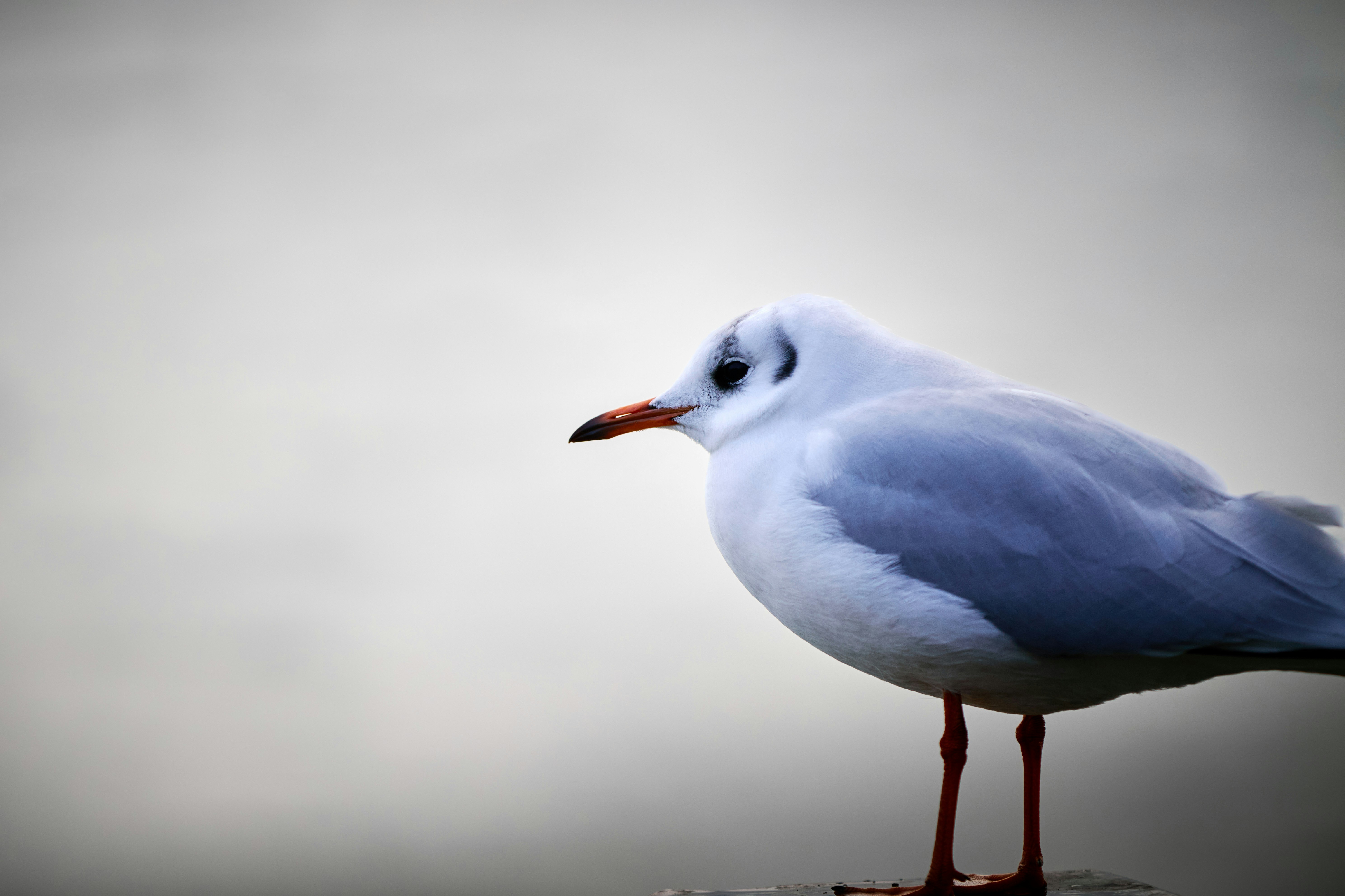 Photo by paws_and_prints