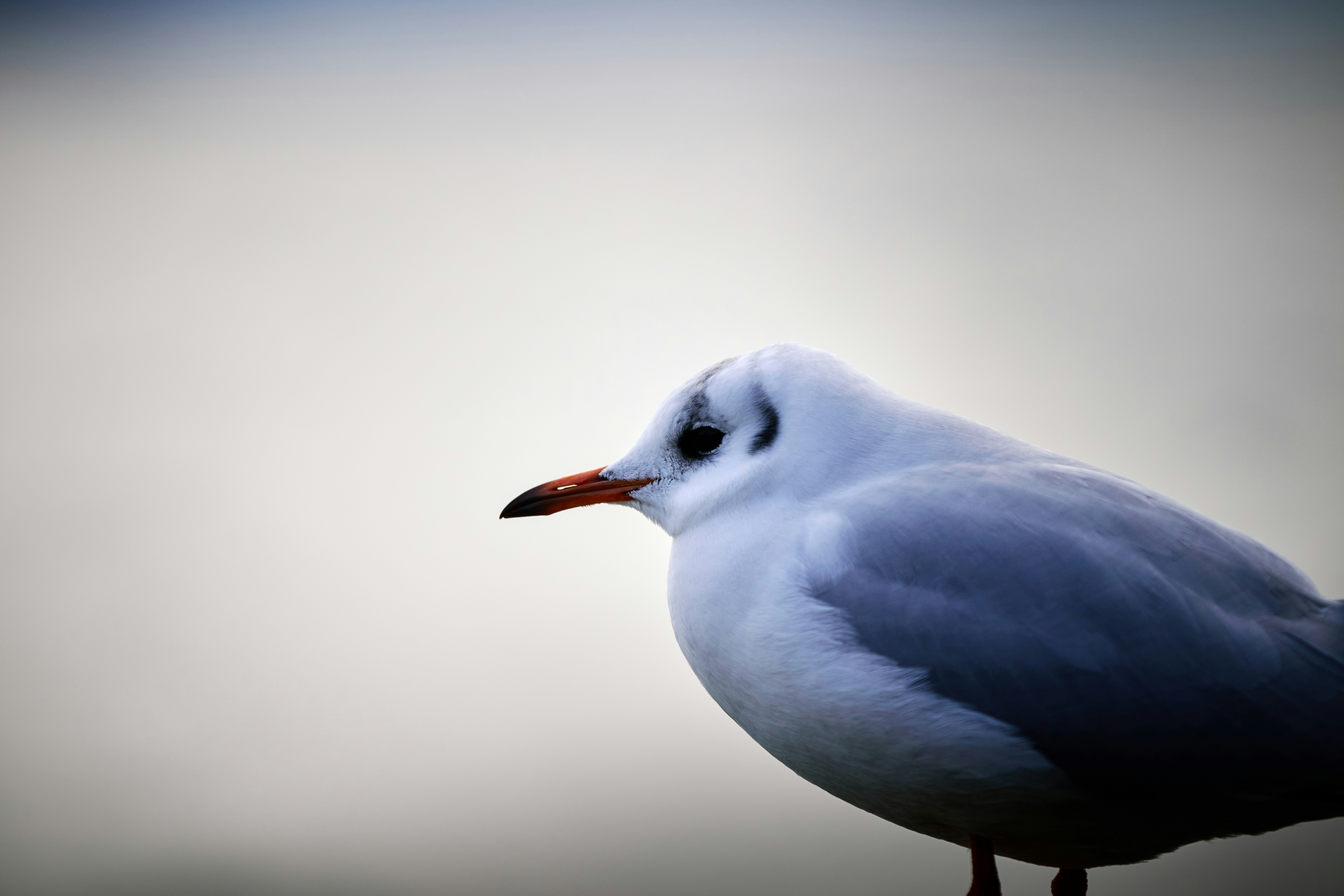 Photo by paws_and_prints