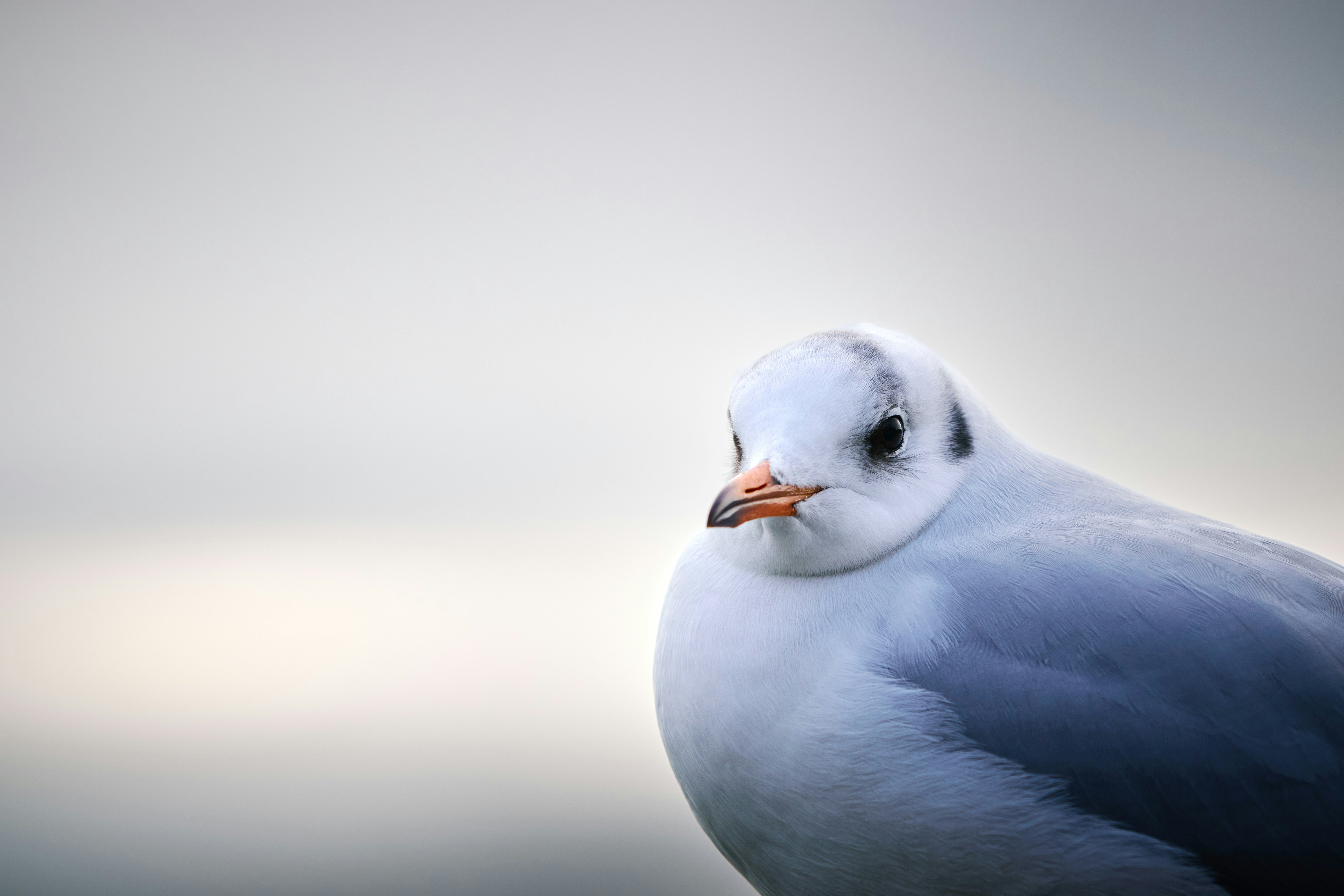 Photo by paws_and_prints