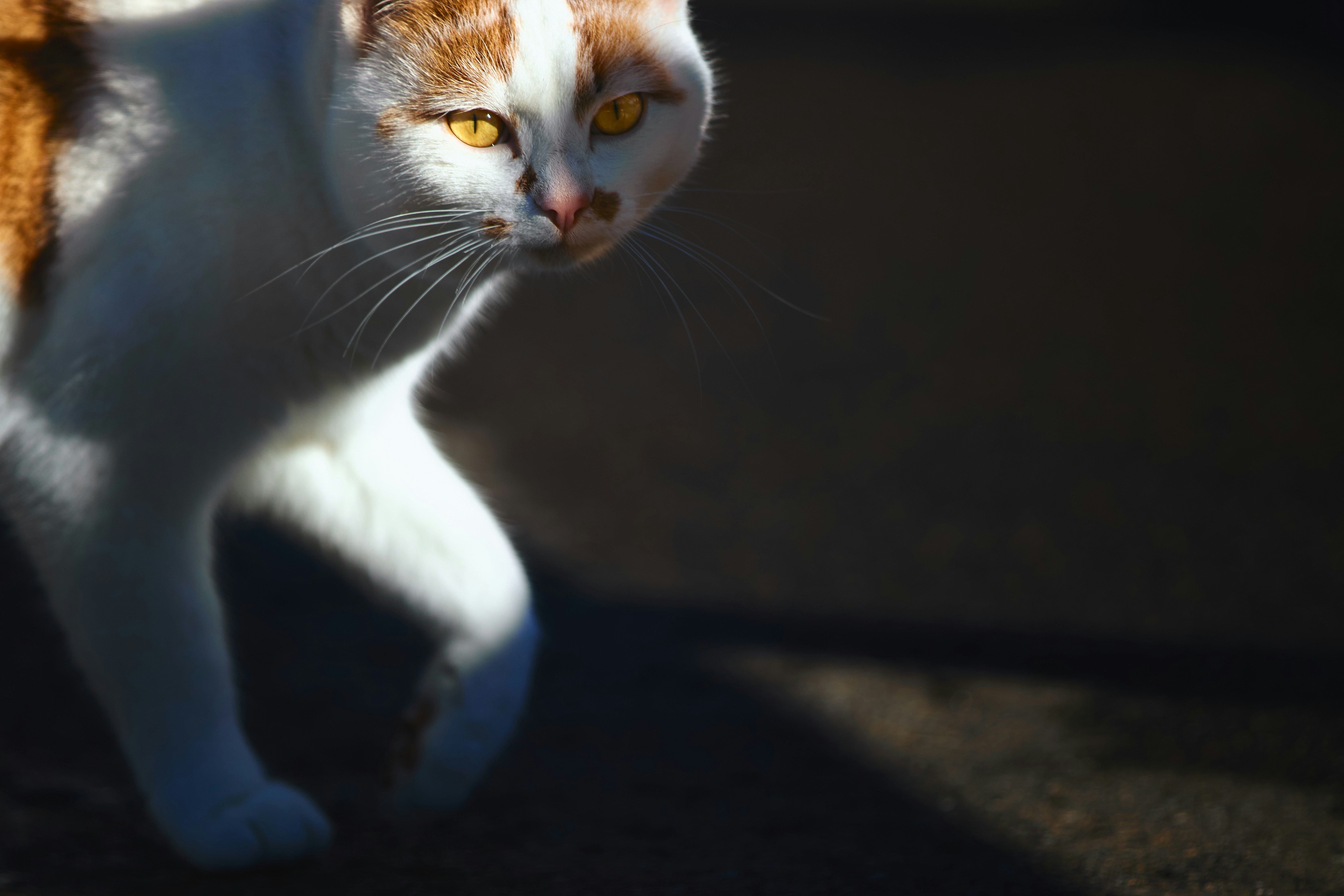 Photo by paws_and_prints