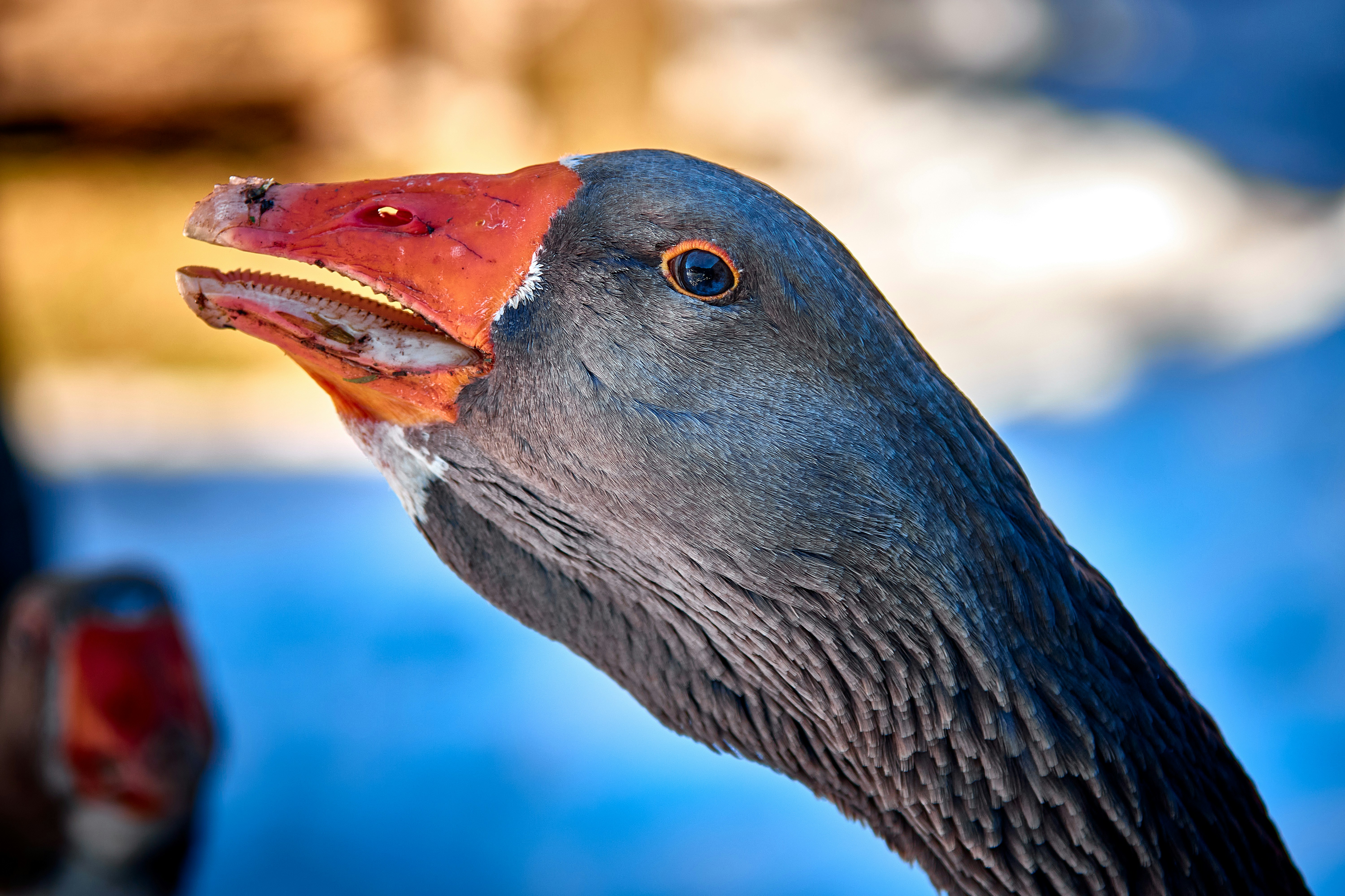 Photo by paws_and_prints