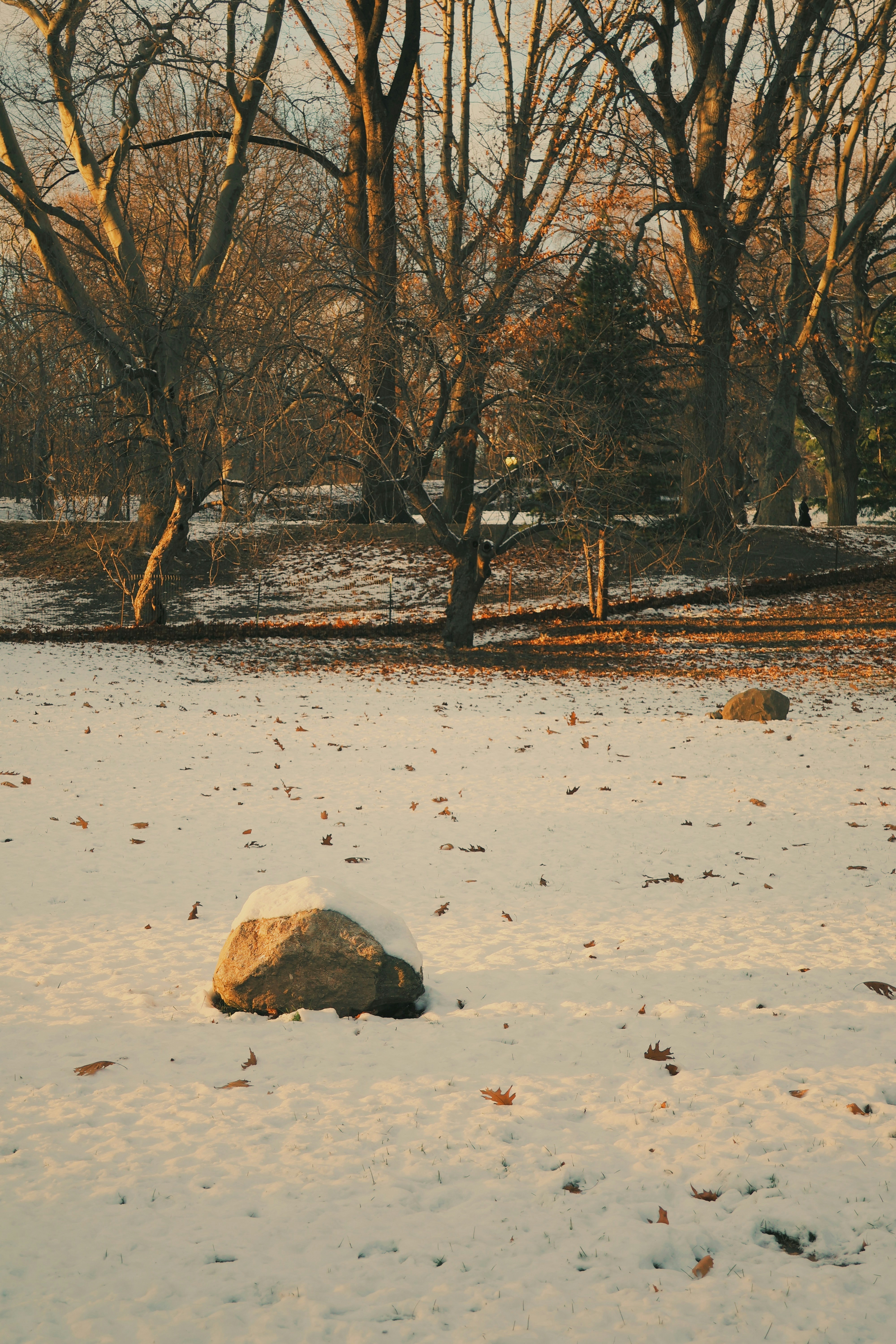 Bare trees and snow-covered ground in a park
