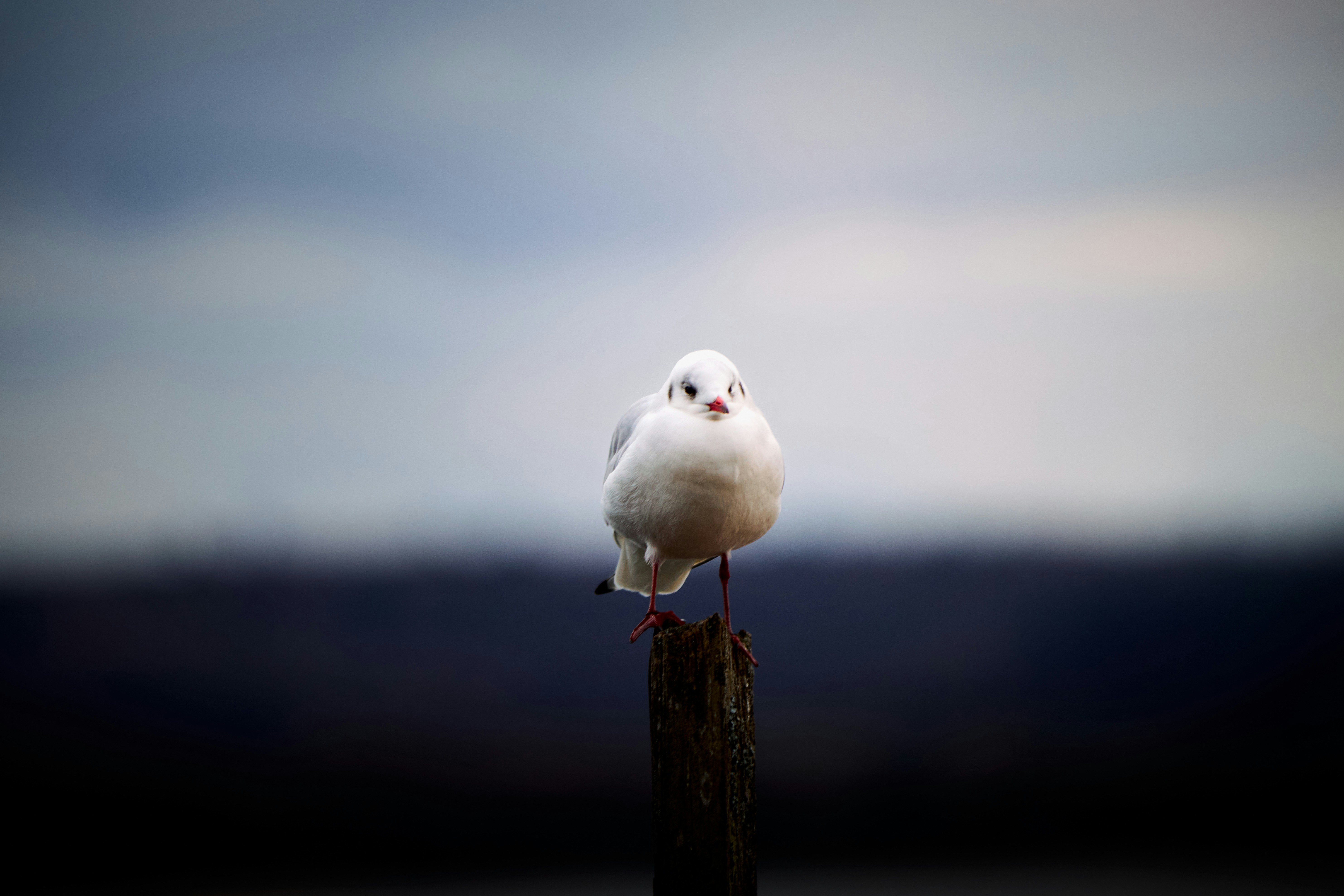 Photo by paws_and_prints