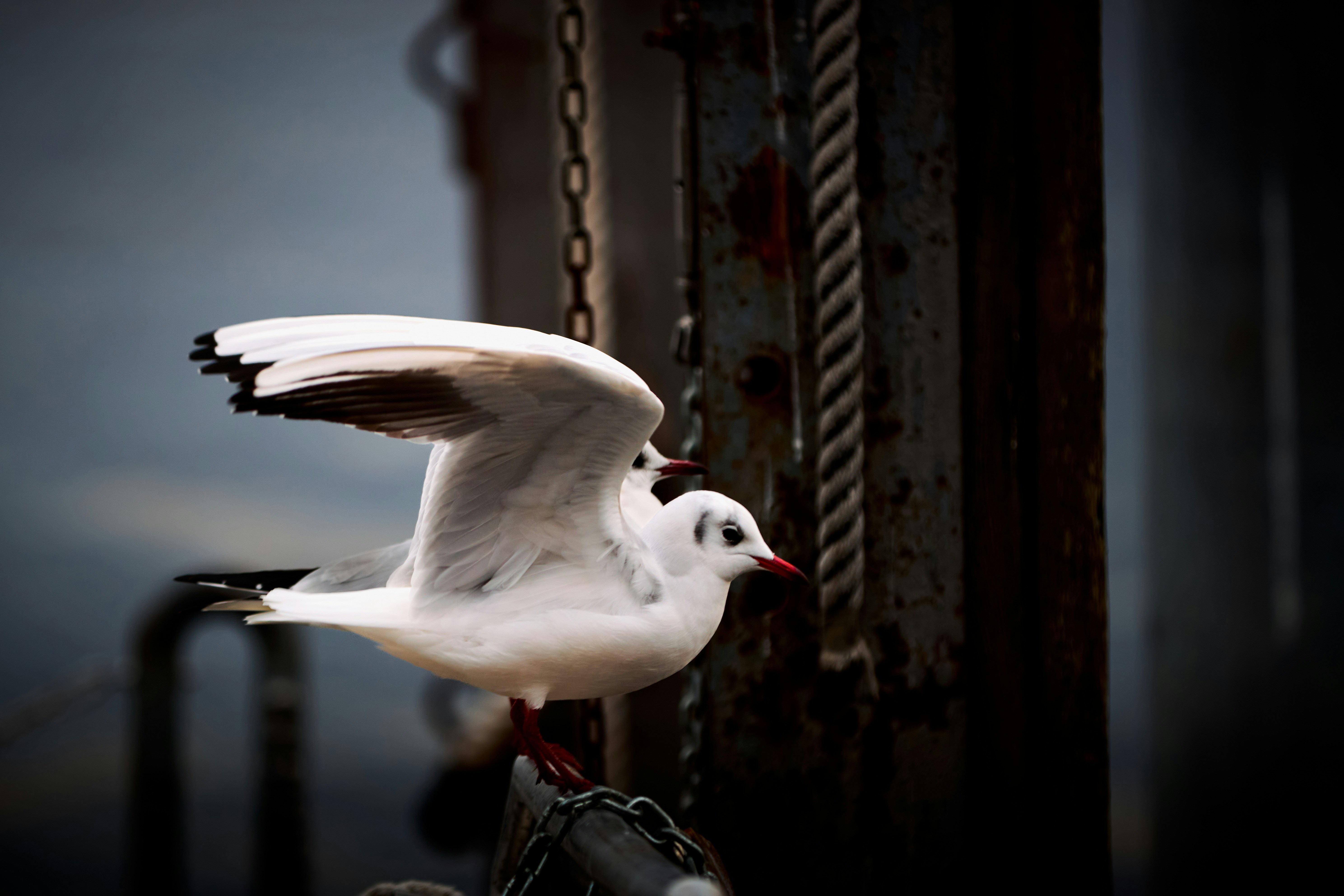A seagull perched on a chain near a dock.