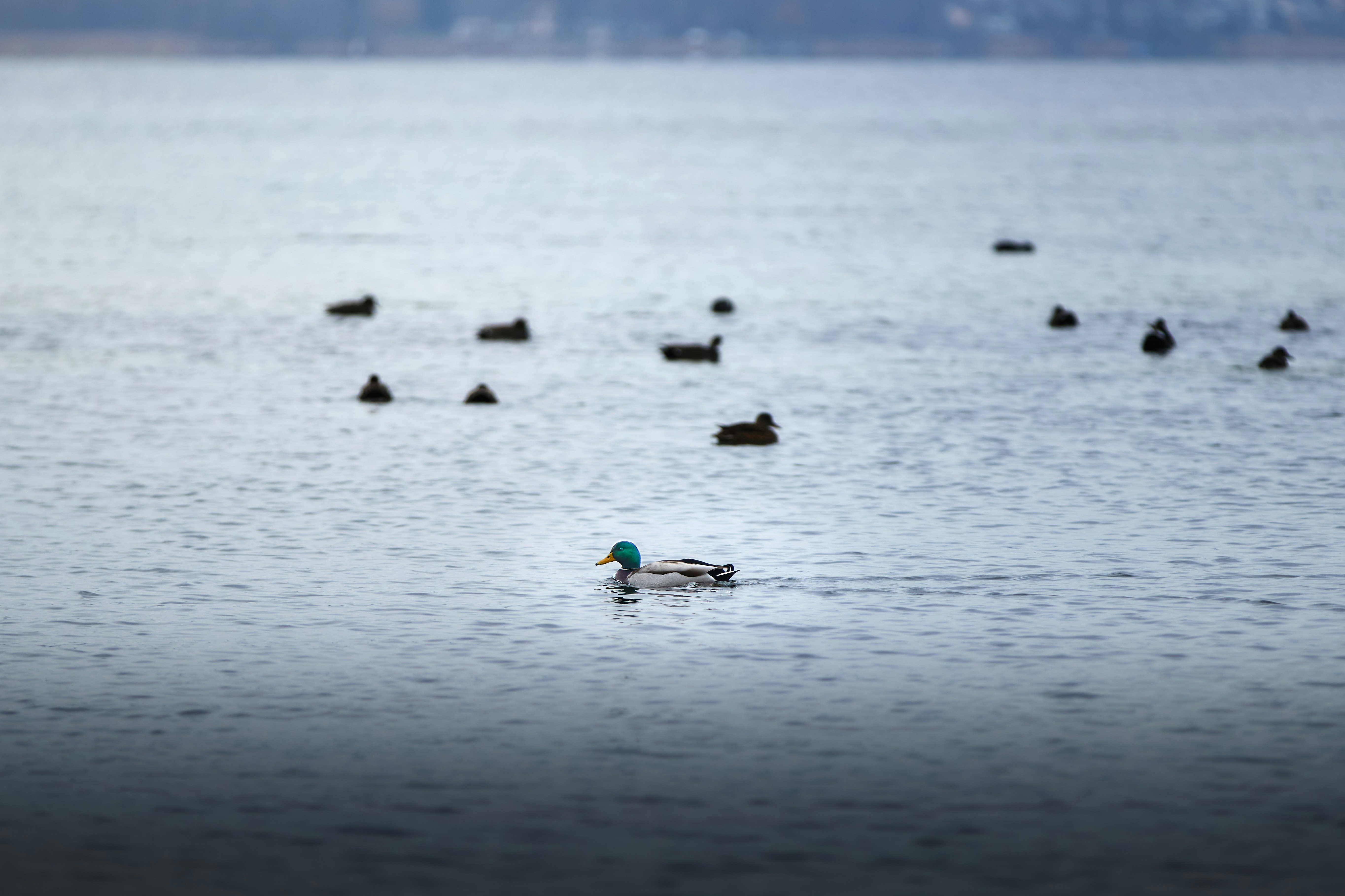 Photo by paws_and_prints