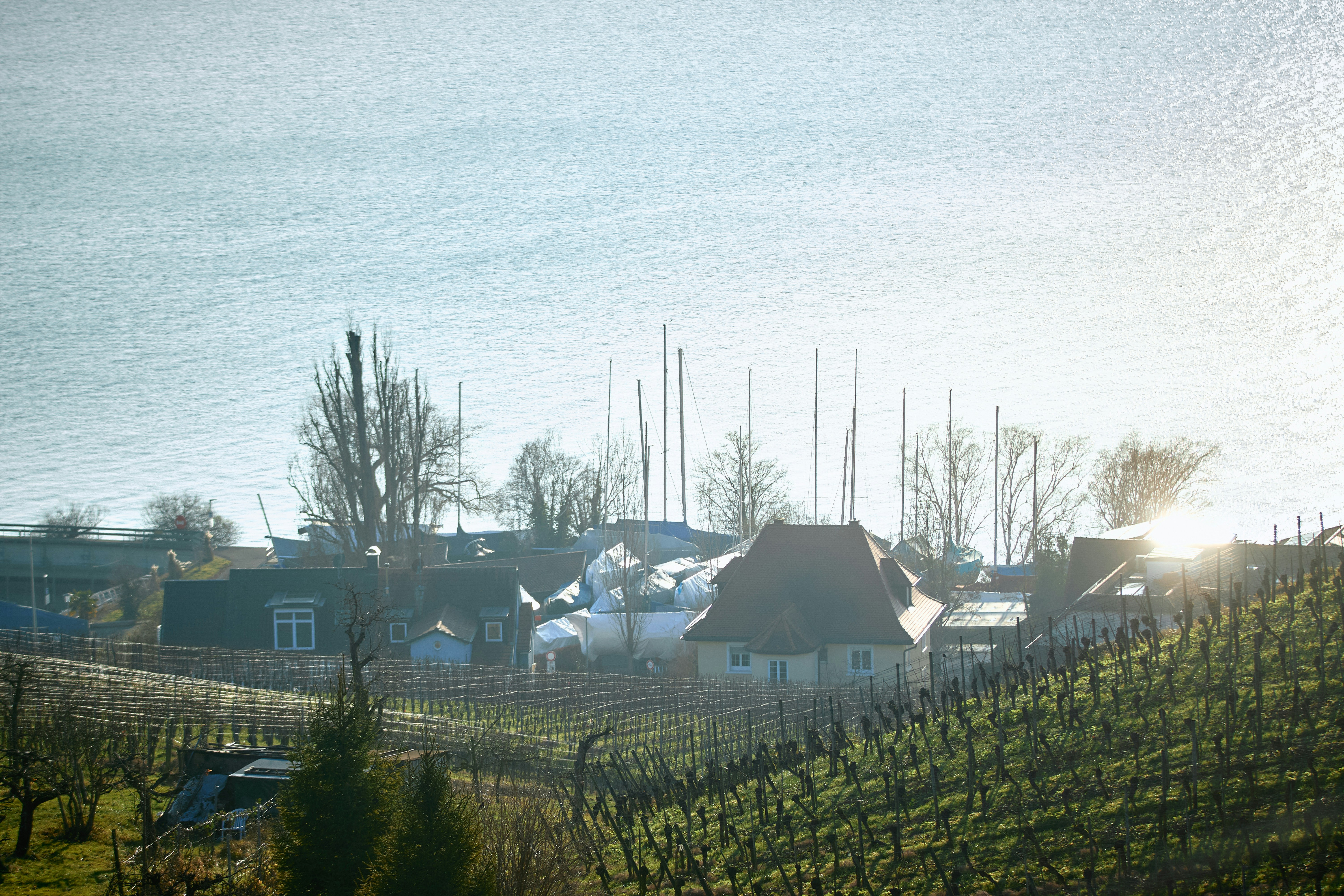 Vineyard overlooking a village and a calm lake