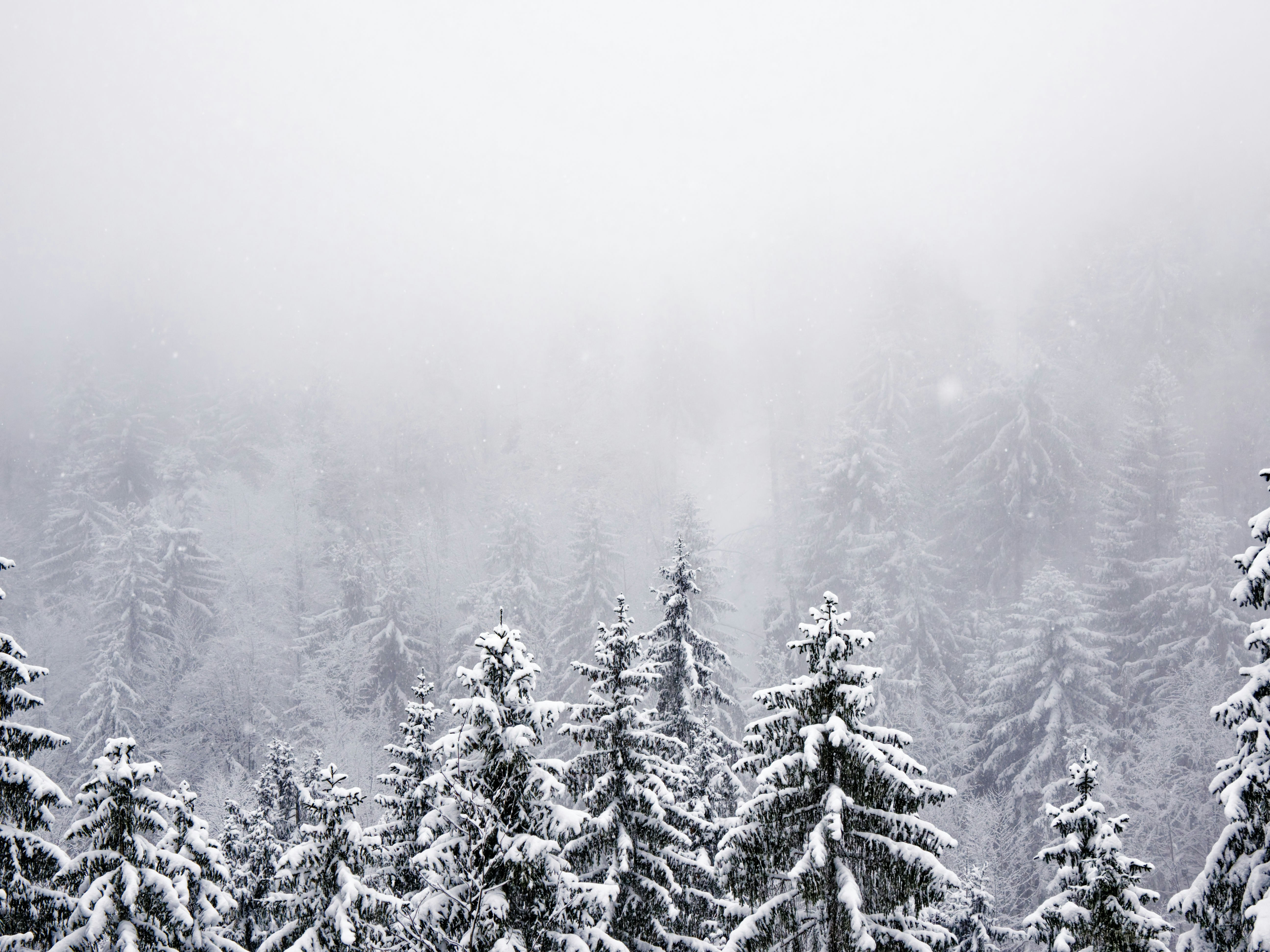 Snow-covered pine trees in a misty forest.