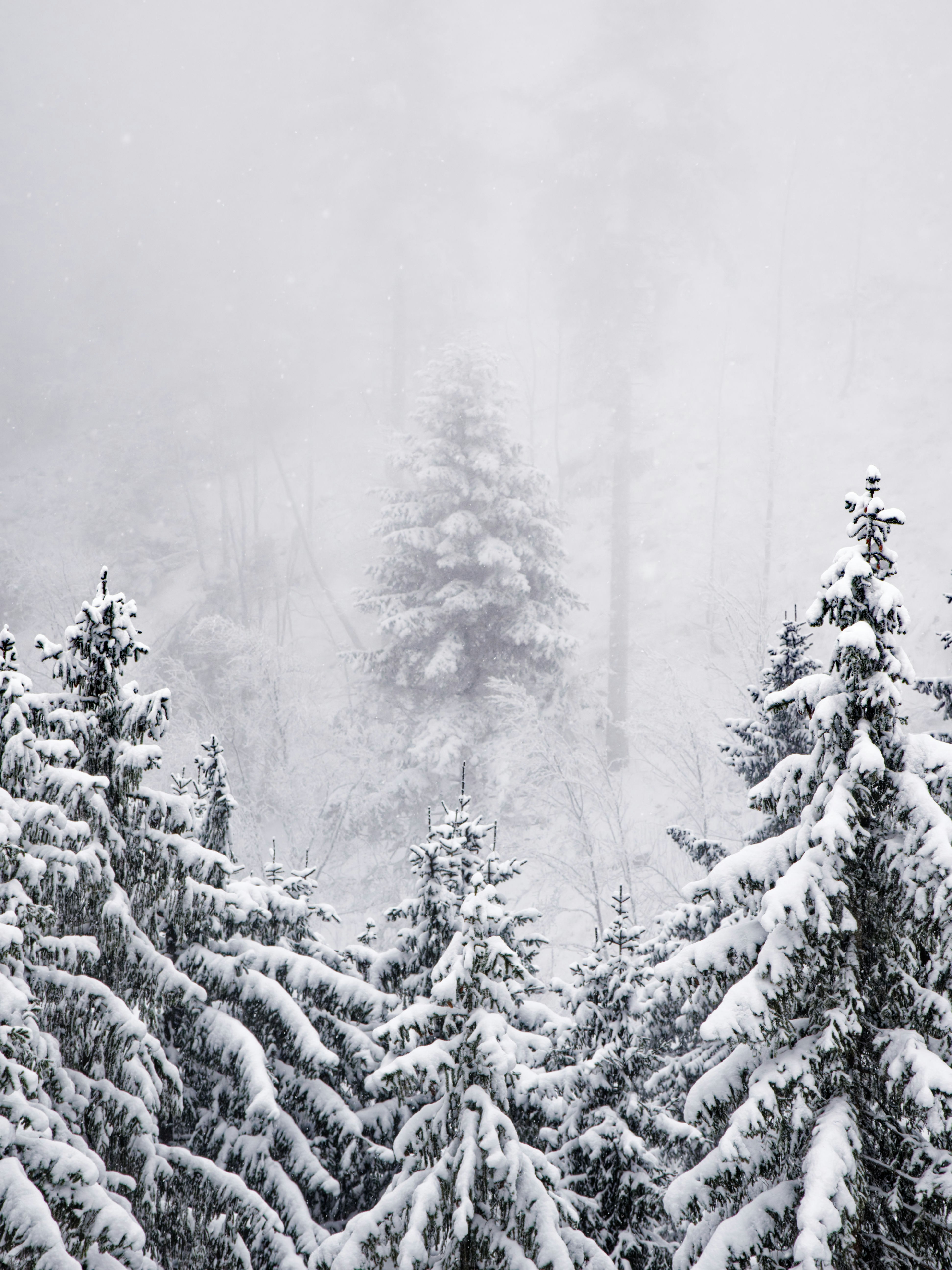 Snow-covered pine trees in a foggy forest.