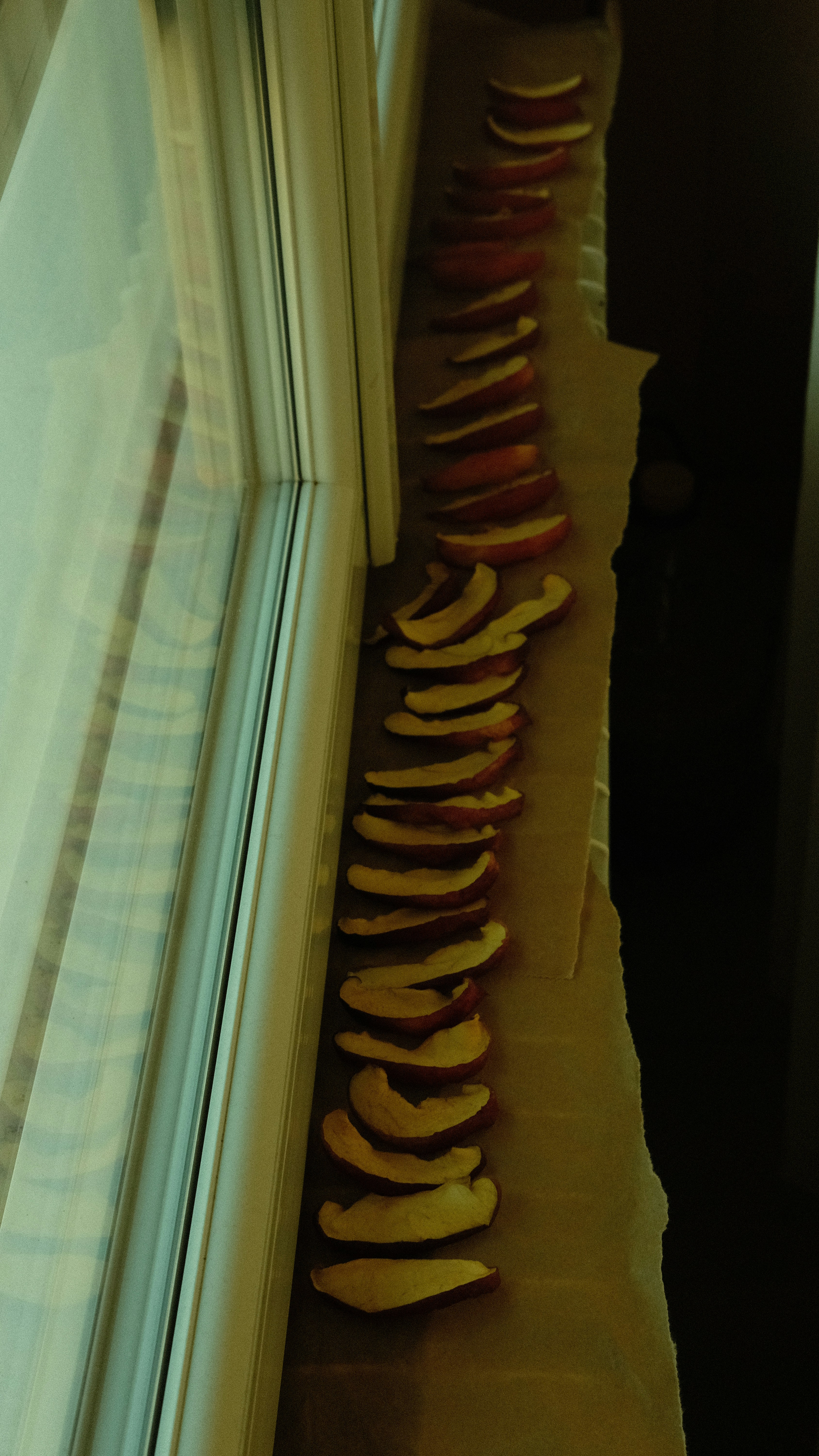 Thinly sliced apples drying on a windowsill.
