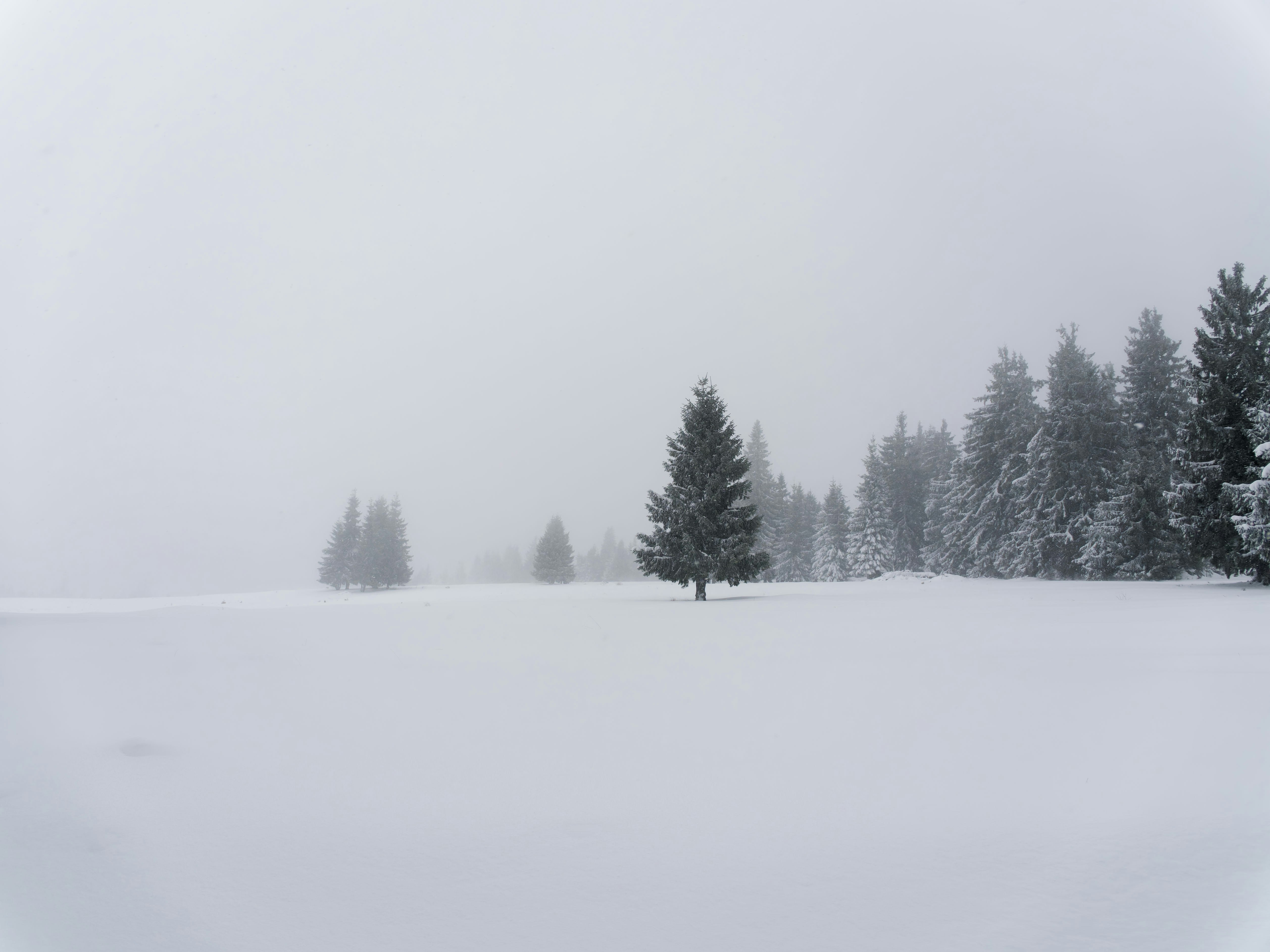 Snowy trees in a vast, white winter landscape.