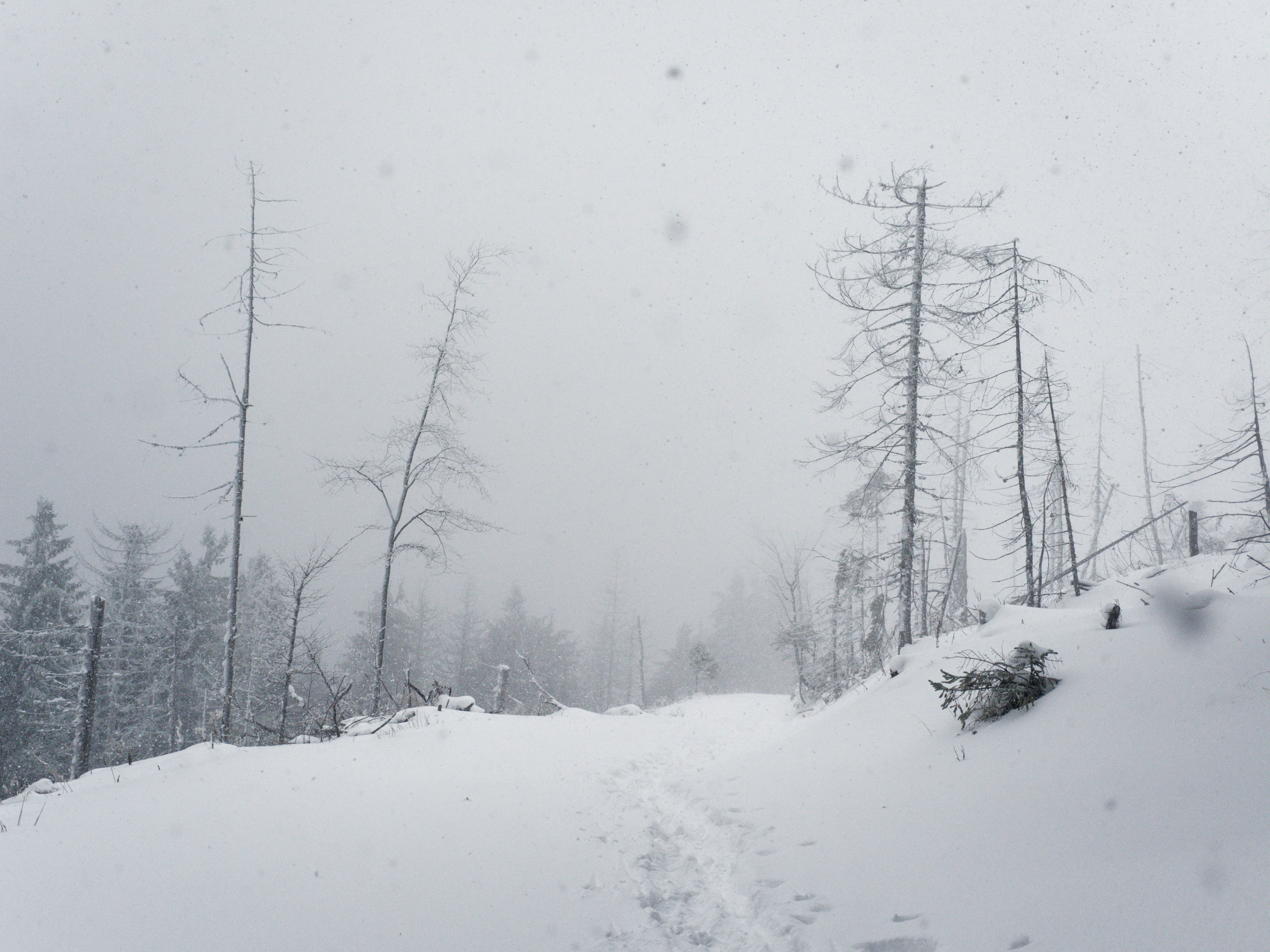 Snowy path through a barren winter forest