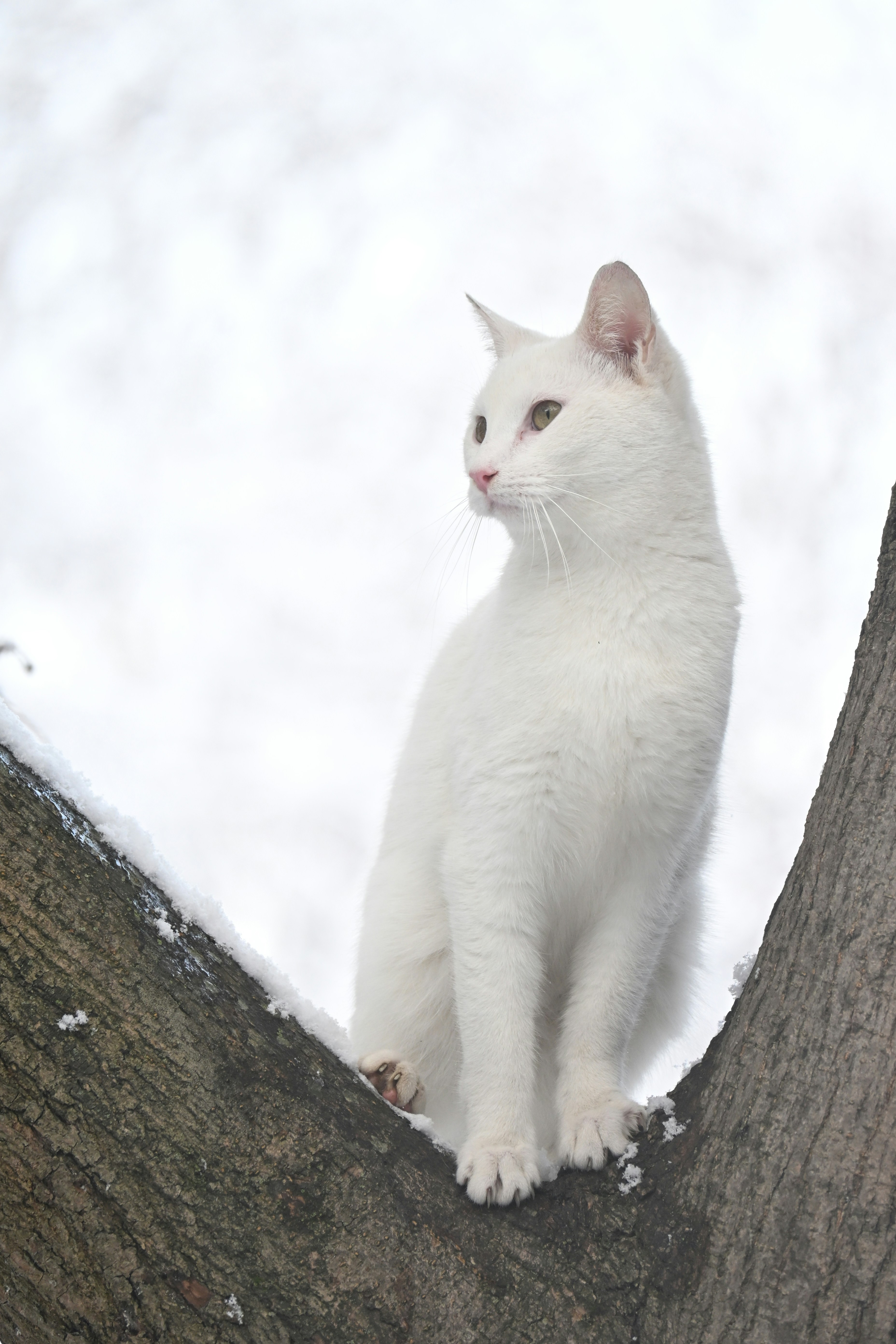 A white cat sits on a snow-covered tree branch.
