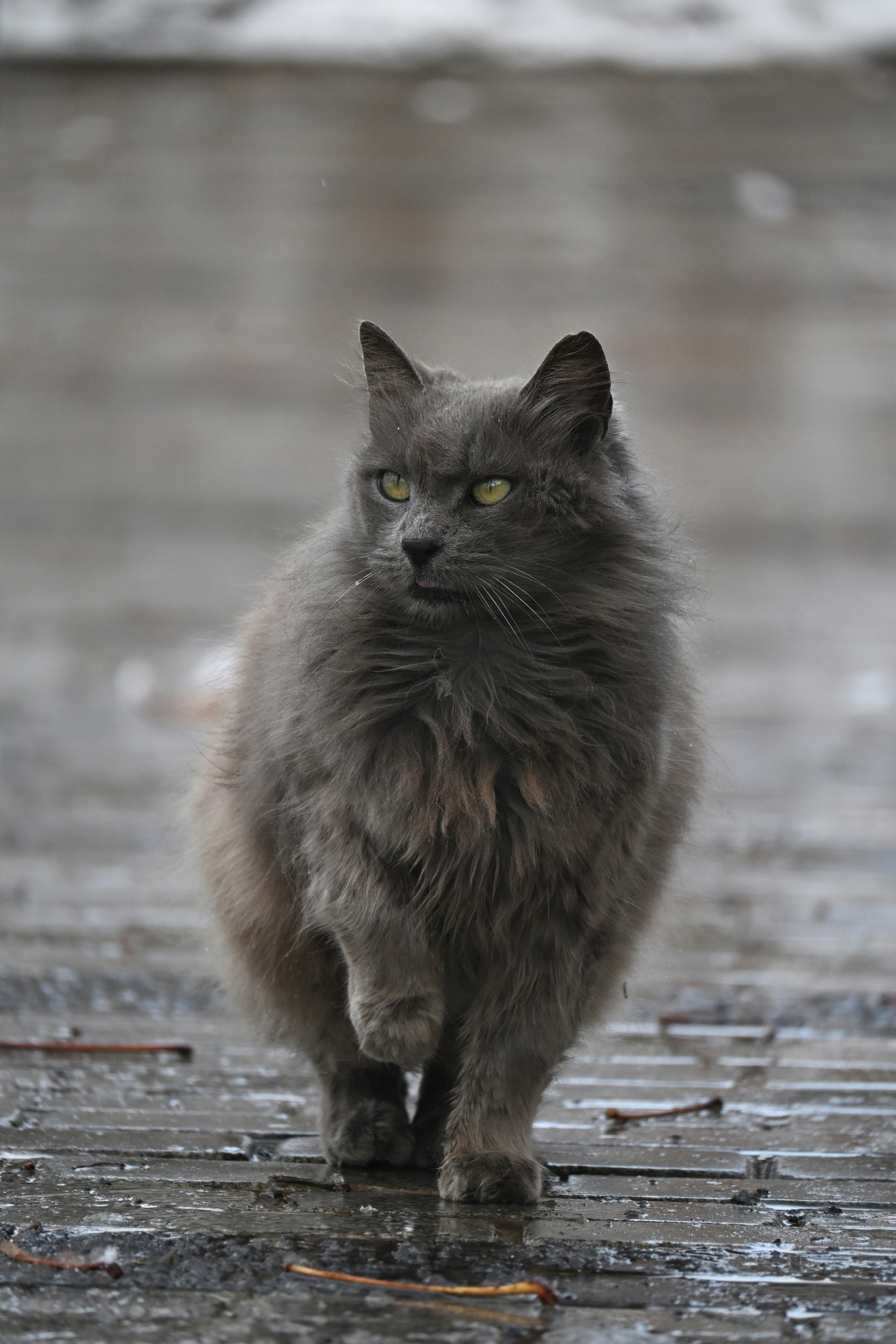A fluffy grey cat walks on a wet, paved surface.