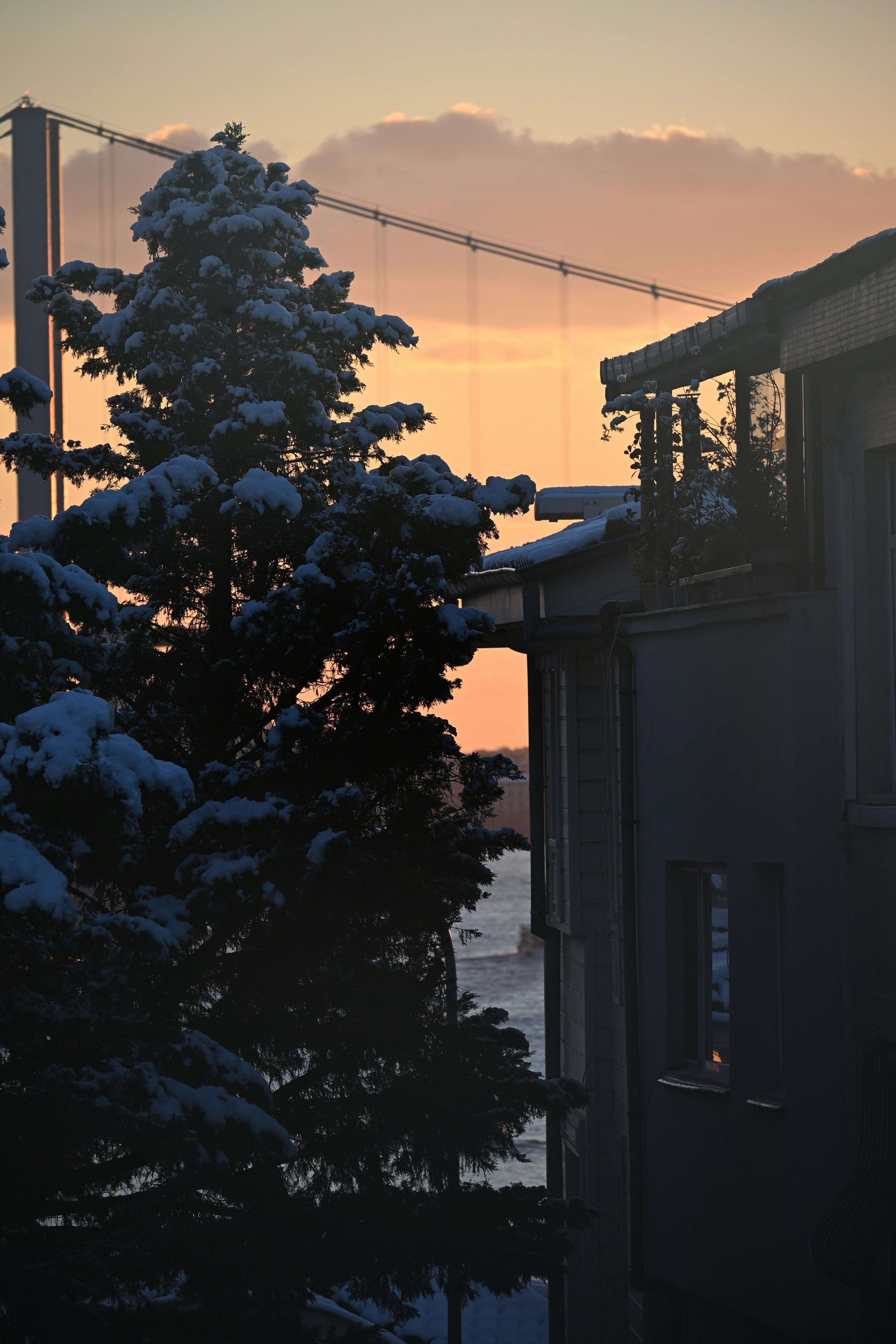 Snow-covered tree with bridge at sunset