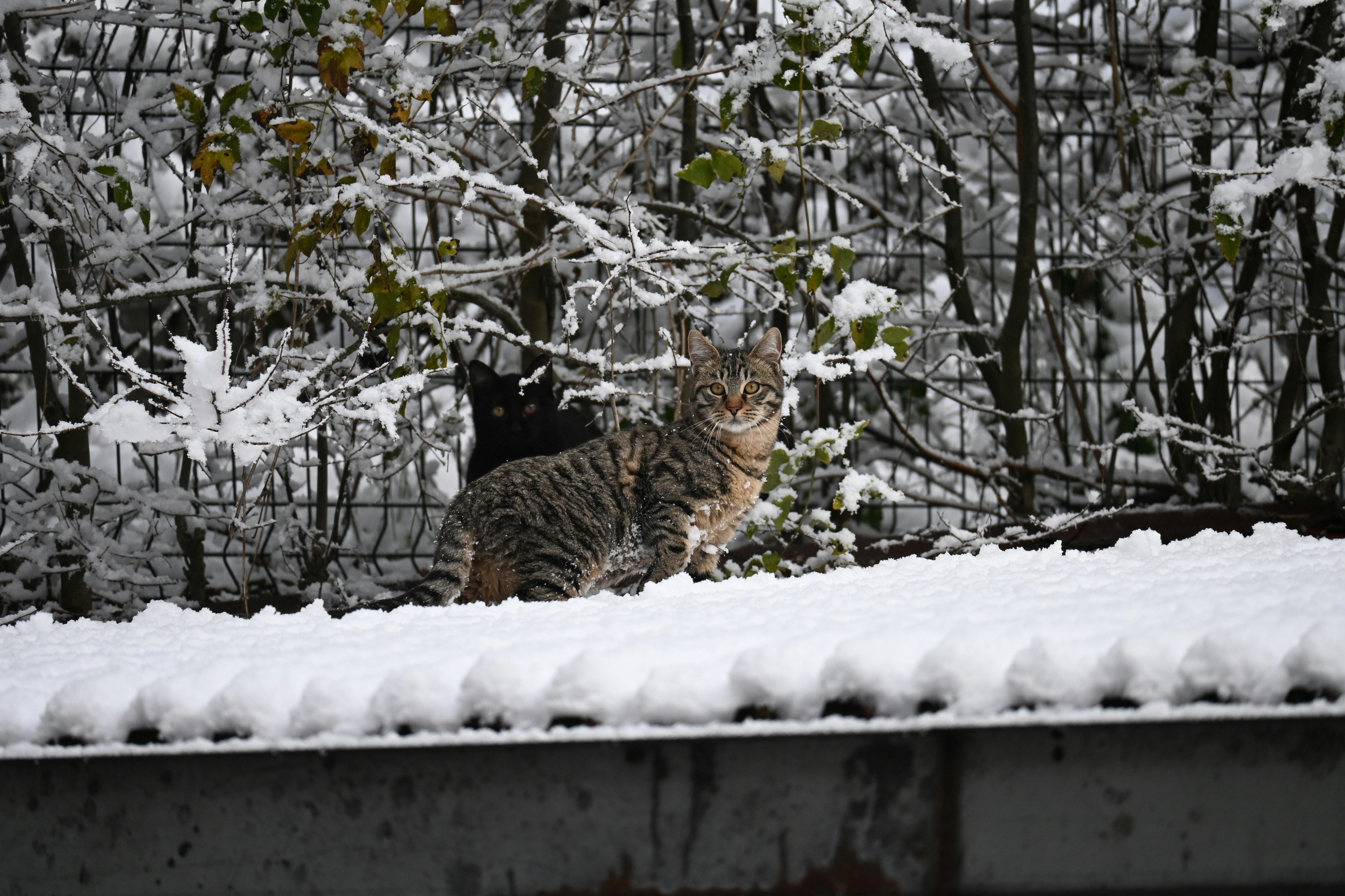 A tabby cat sits on a snow-covered surface.