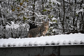 A tabby cat sits on a snow-covered surface.