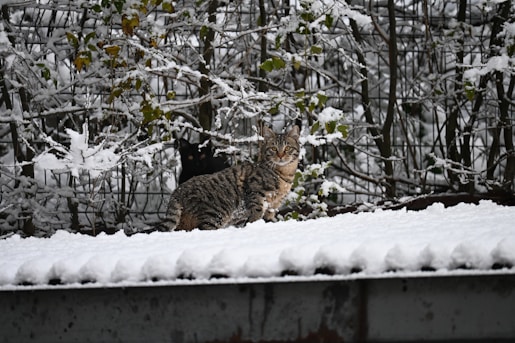 A tabby cat sits on a snow-covered surface.