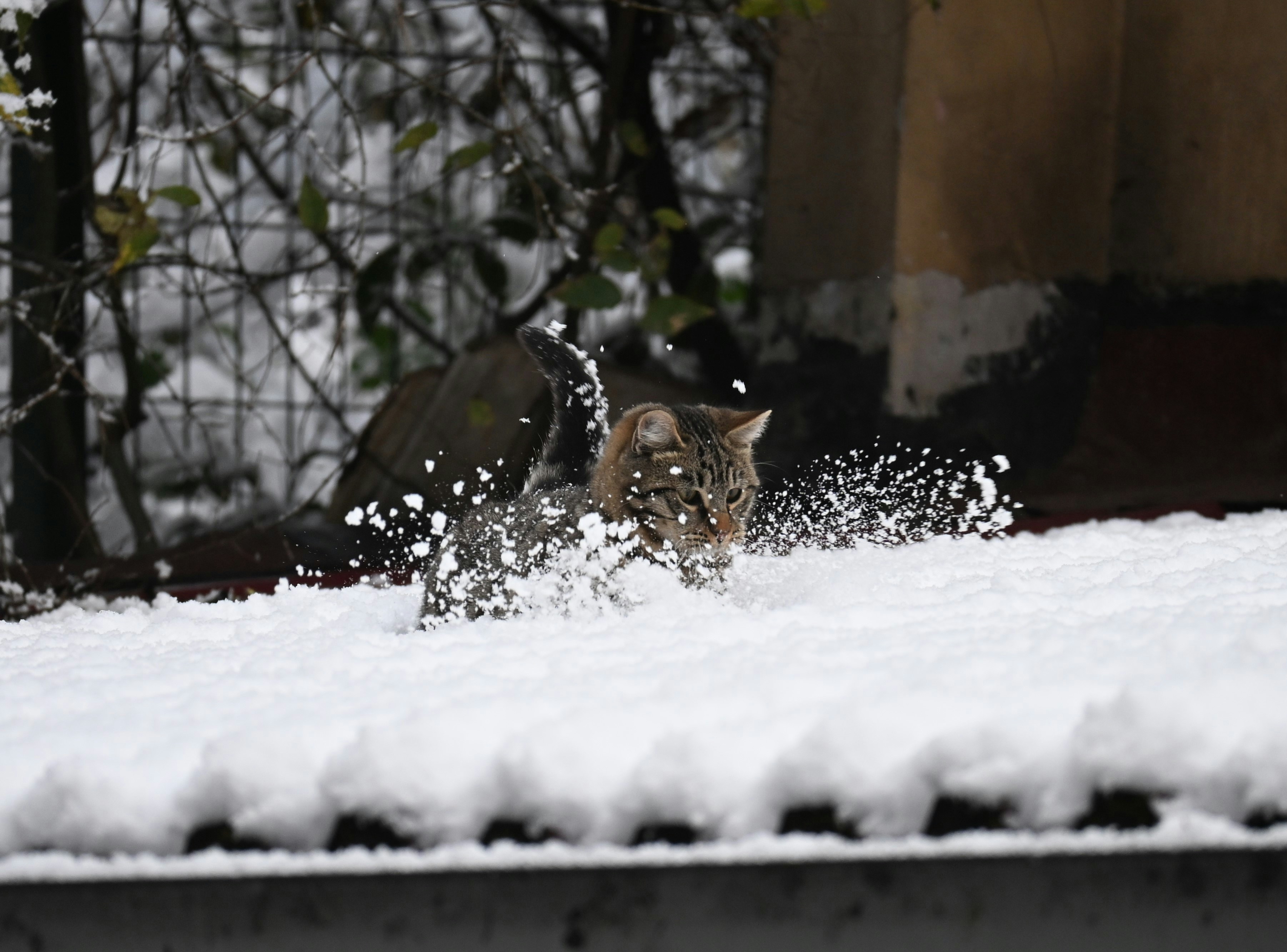 A cat running through the snow