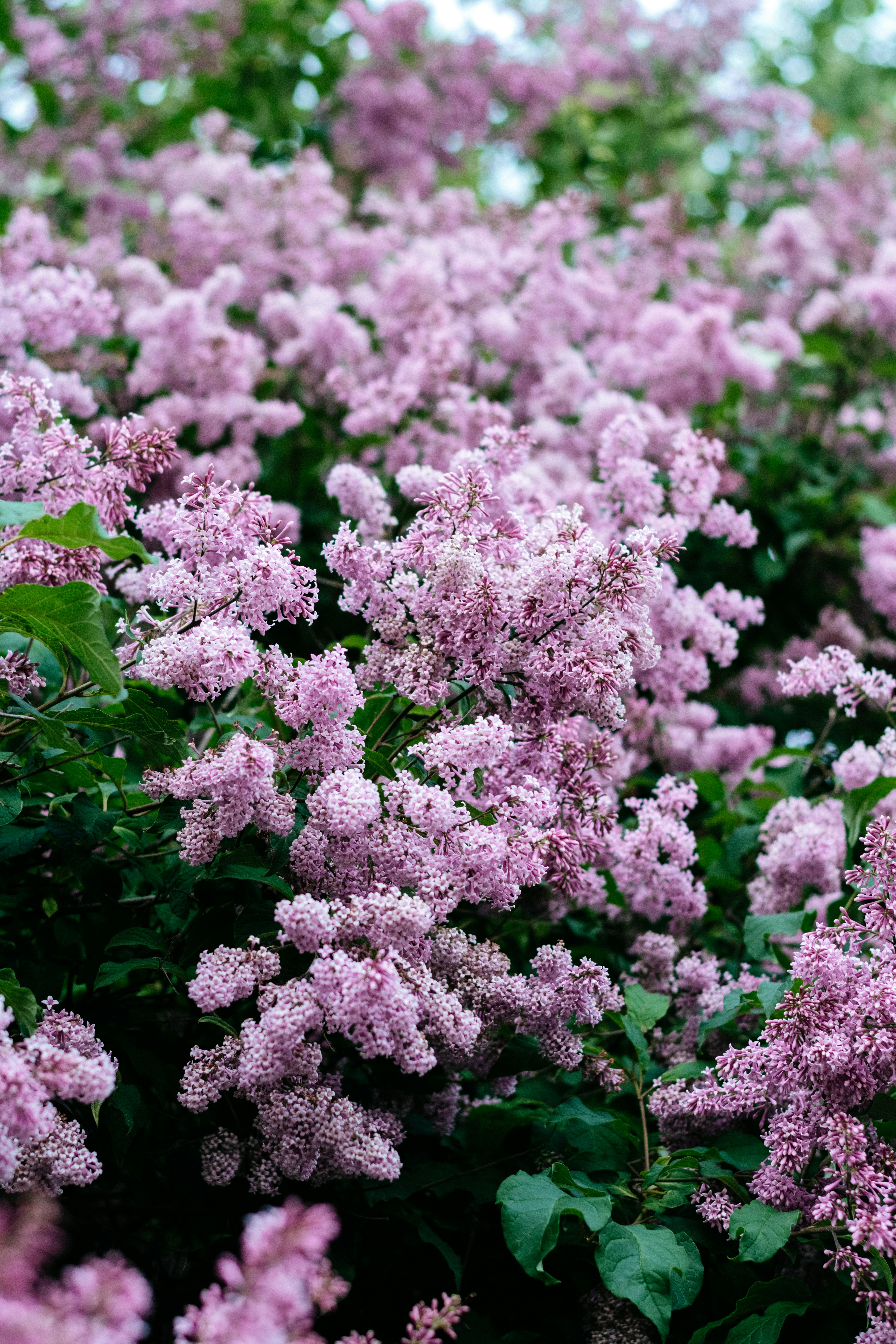 Photo by dinamakhmutova