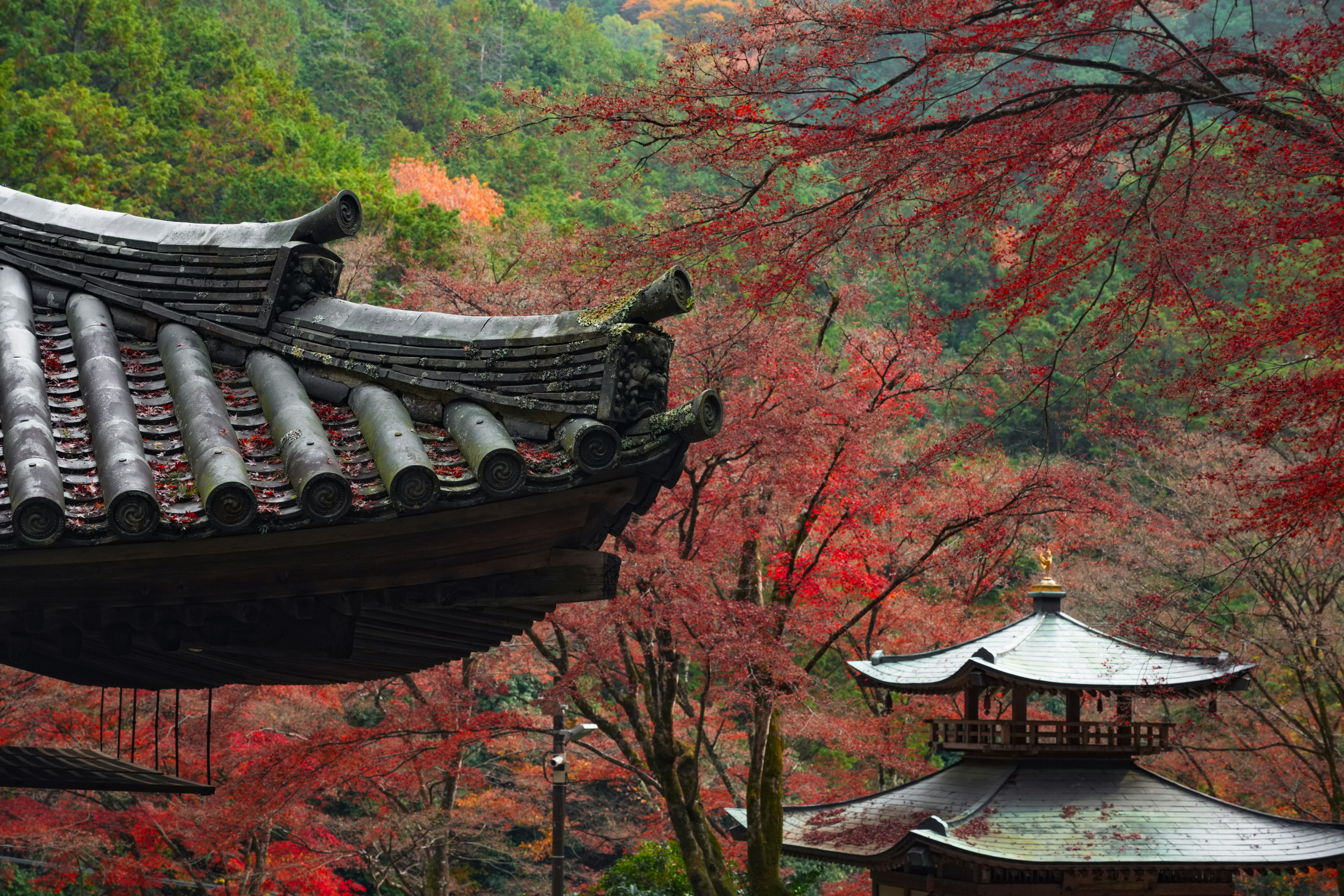 Photo by hattrick1996