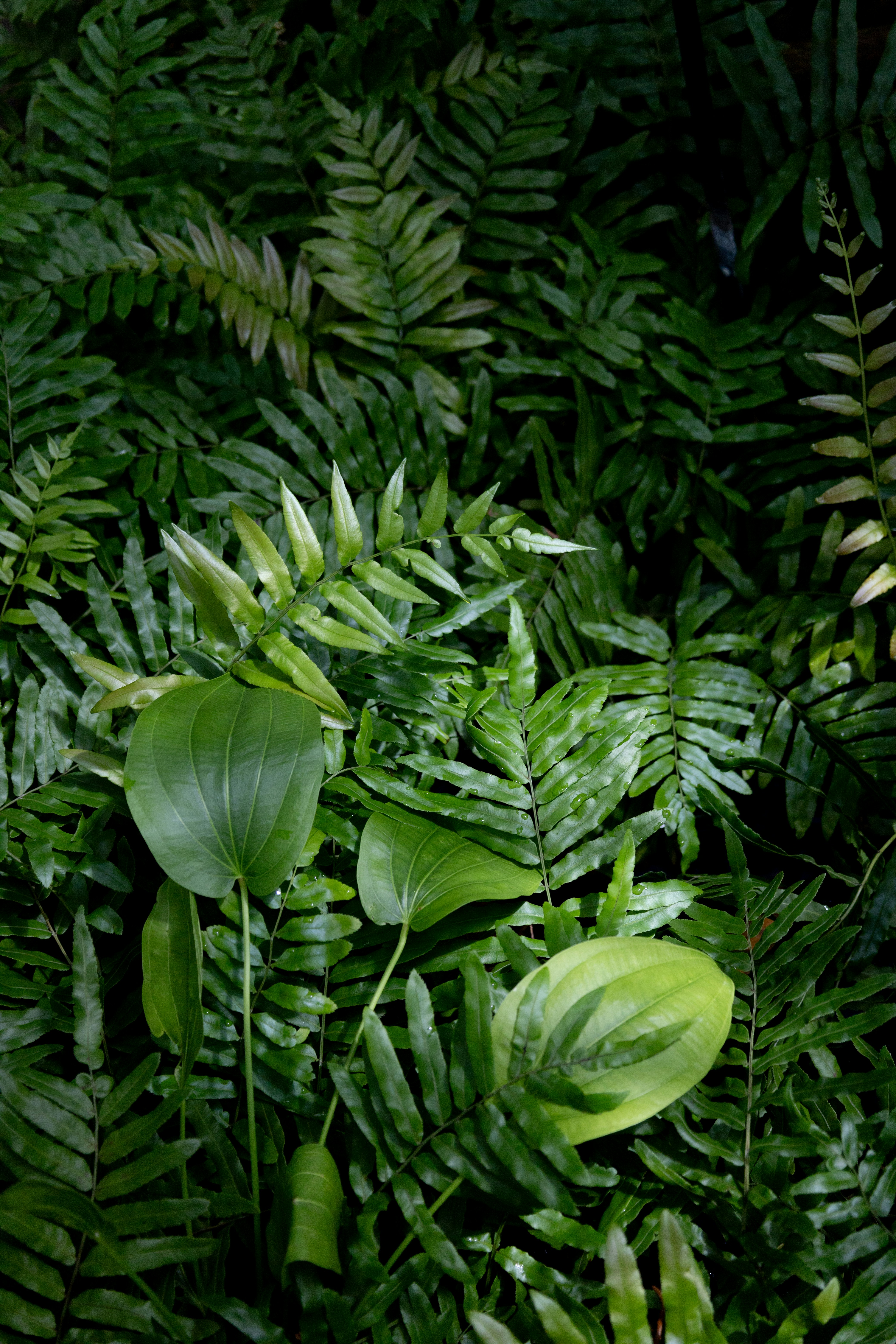 tropical nursery wallpaper, wallpaper, Affordable Tropical Chandelier for Nursery 3