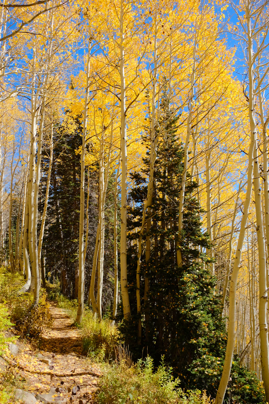 A winding path through golden aspen trees in autumn