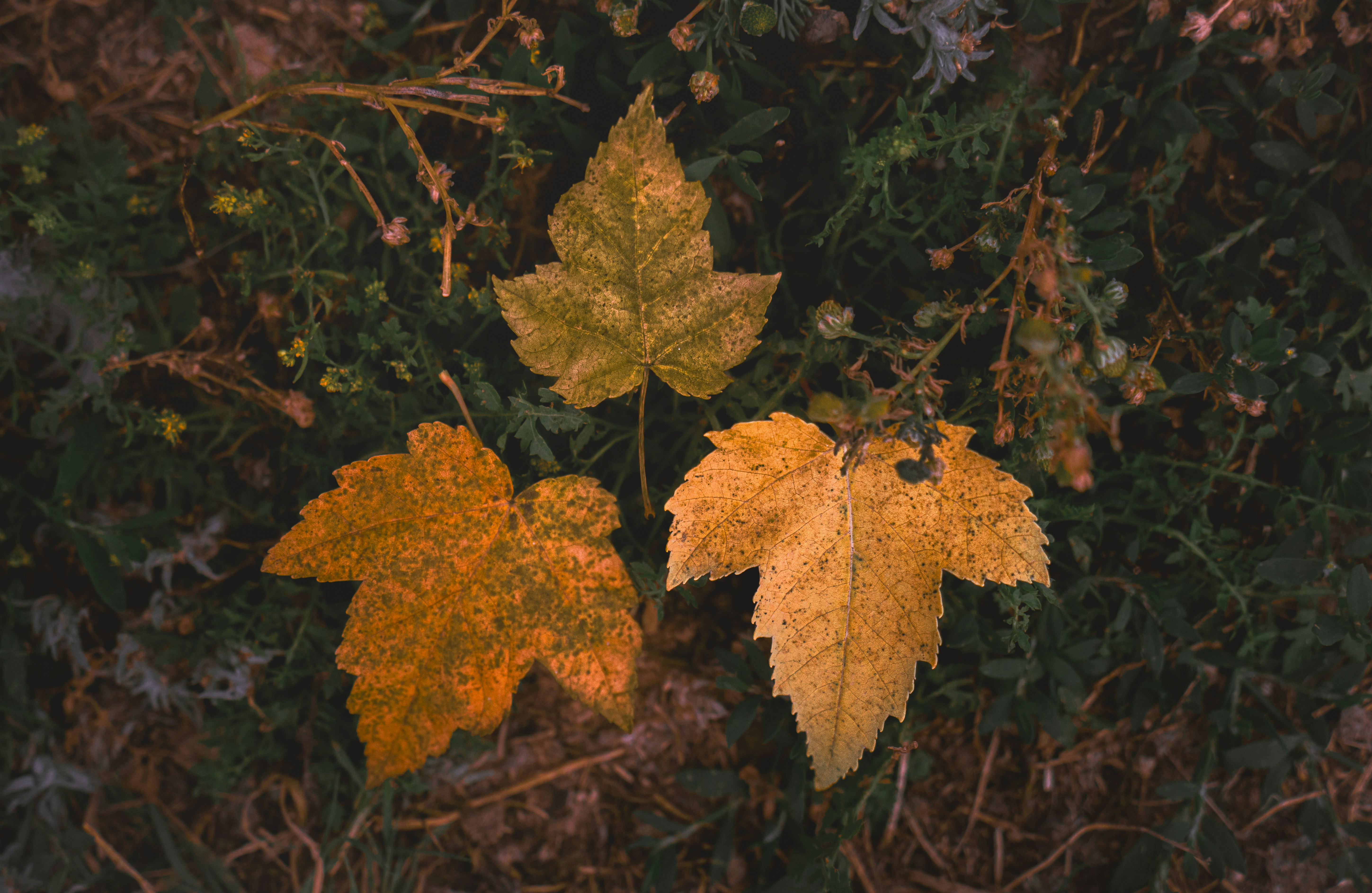 Three autumn leaves on mossy ground