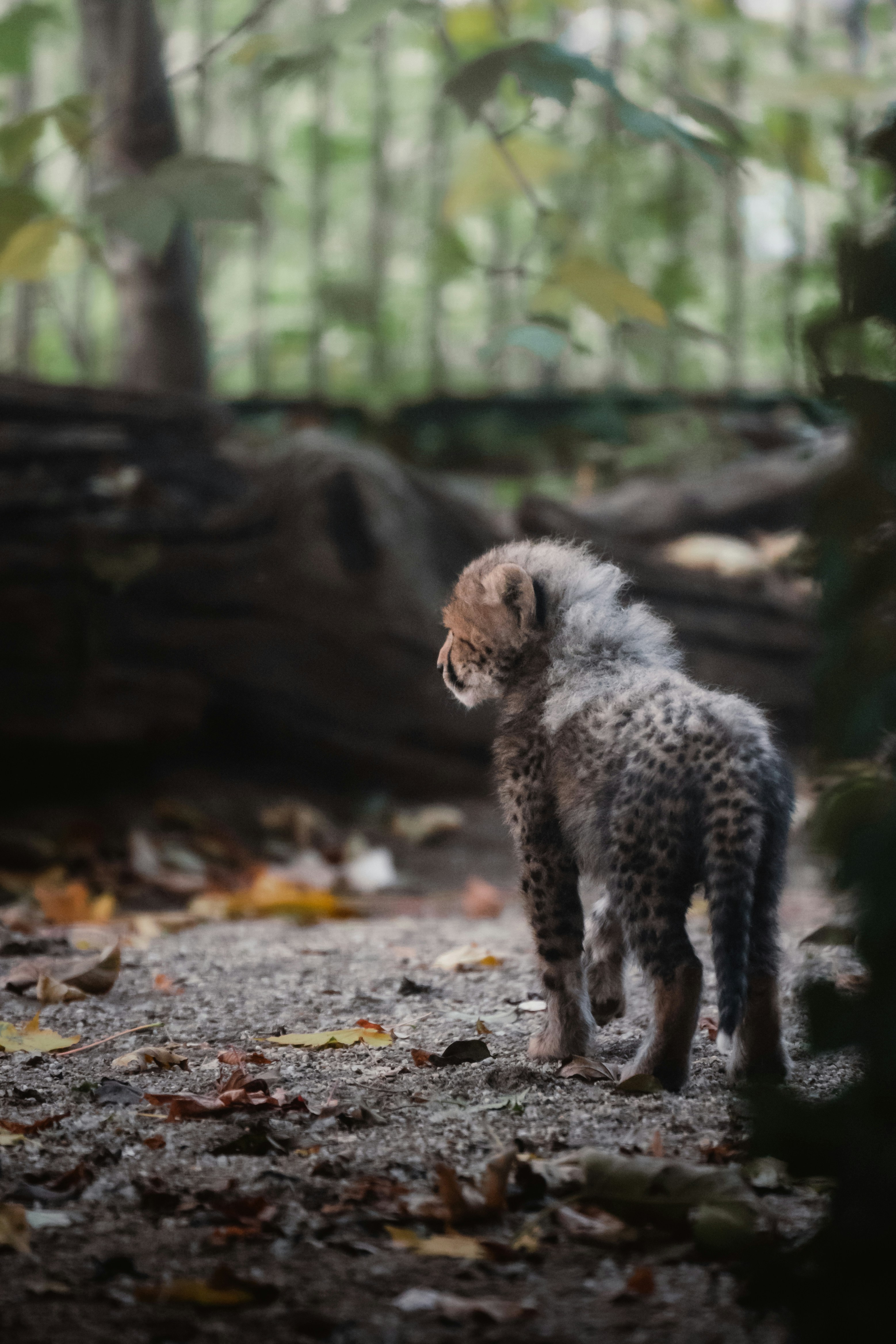 Ein geflecktes Gepardenjunges steht auf einem Waldweg.