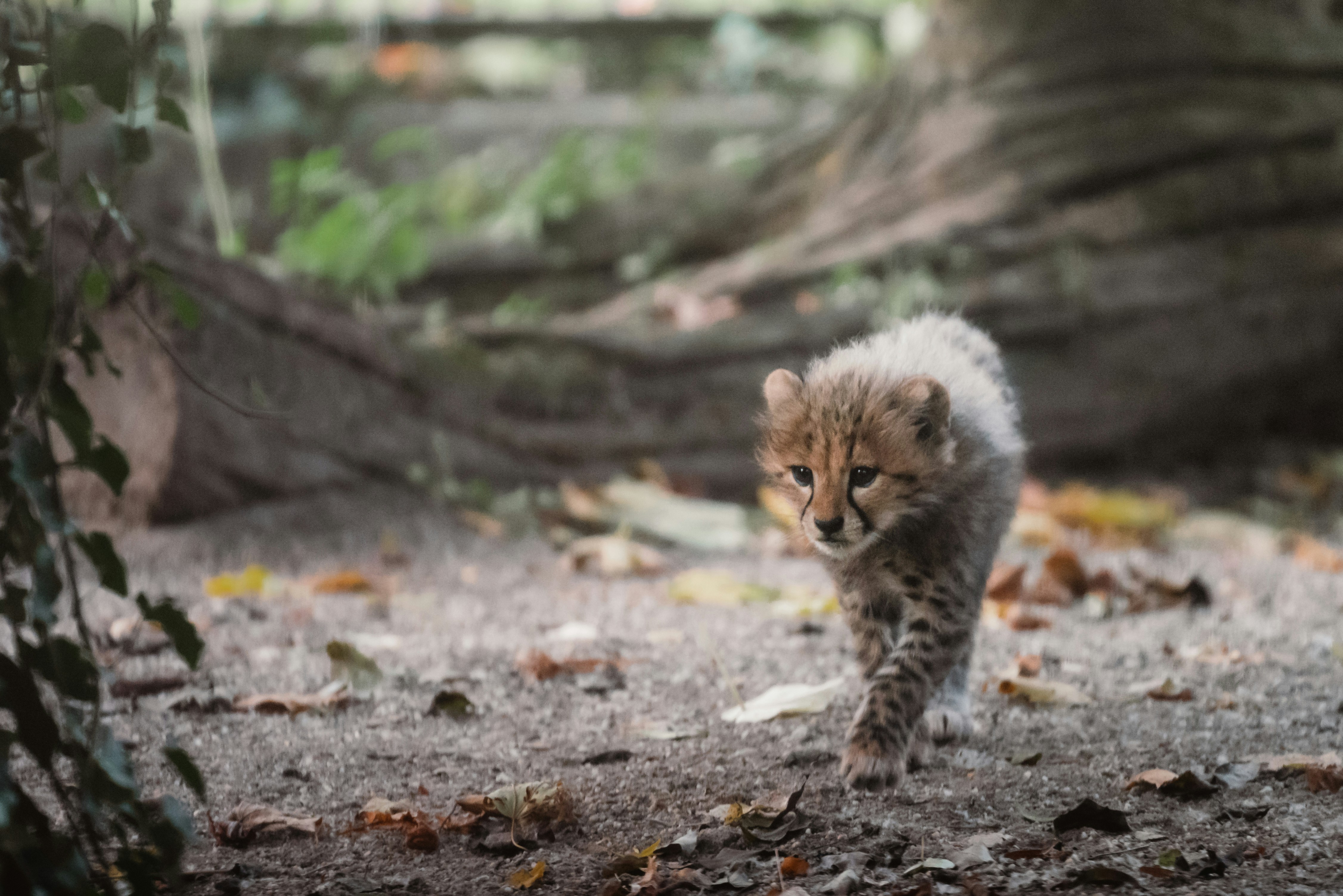 Ein flauschiges Gepardenjunges läuft durch einen Wald.