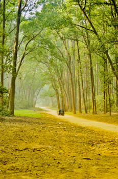 A dirt road winds through a lush green forest.