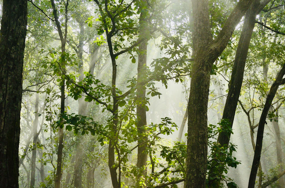Sunlight through a green forest in Corbett