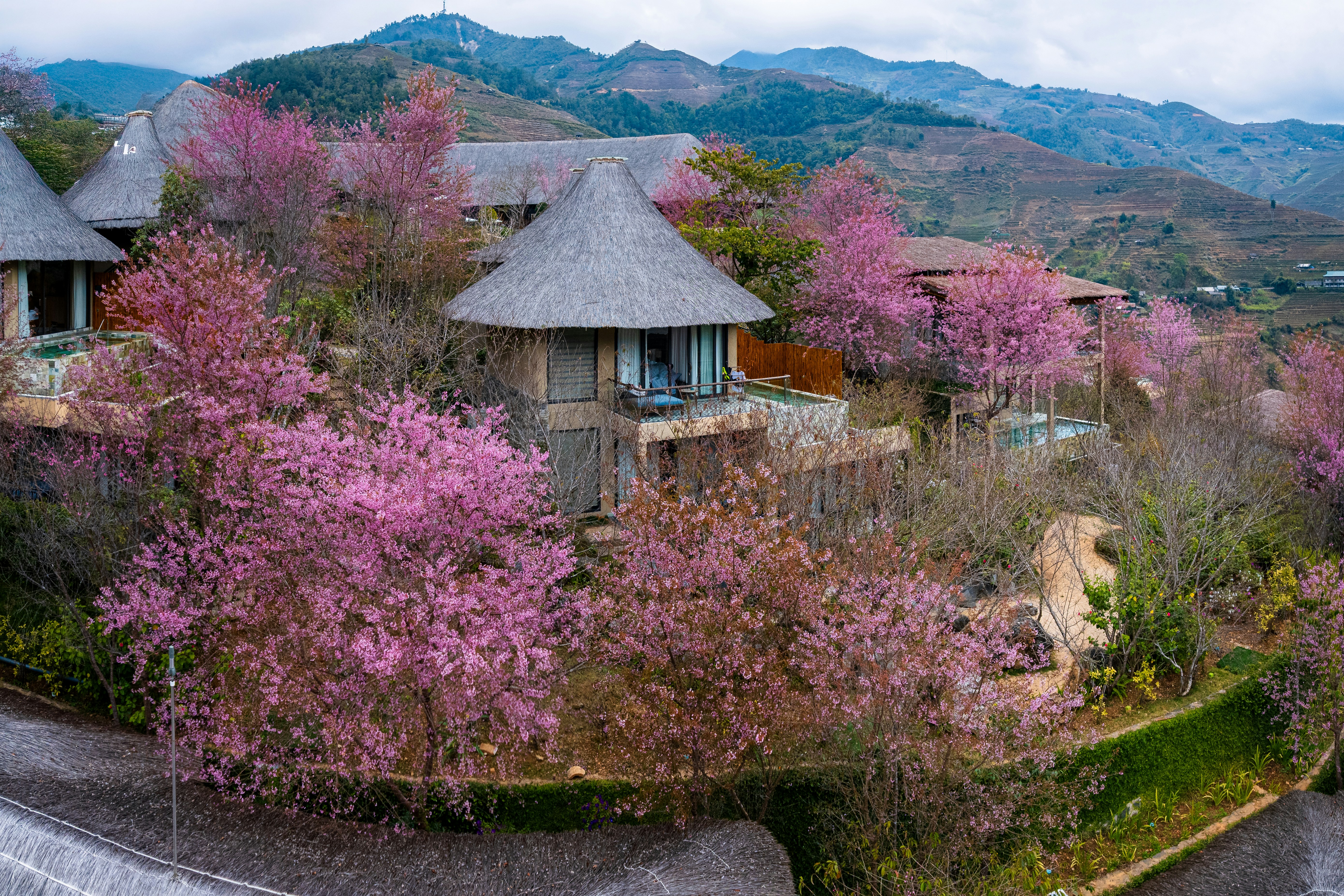 Thatched roof huts nestled among blooming pink cherry blossom trees.
