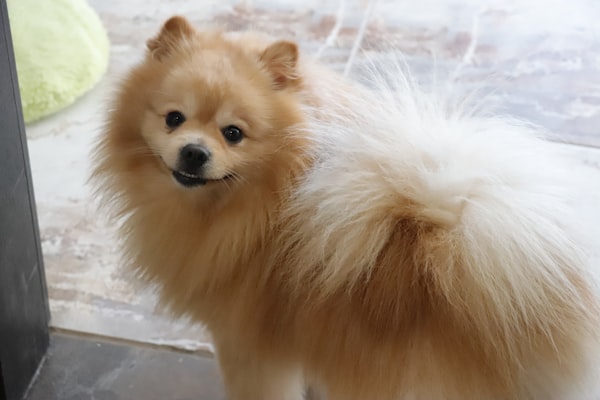 Cagnolino soffice con pelo curato